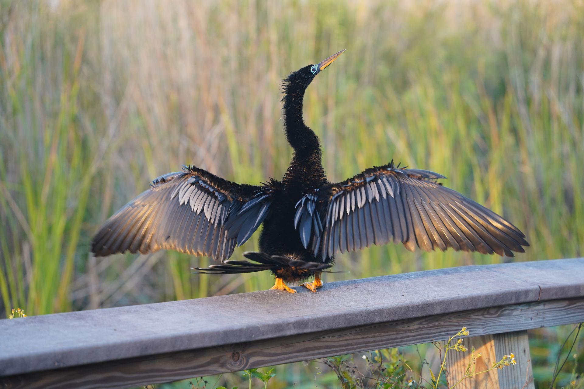 The back of an anhinga bird with its' wings spread wide on the Anghinga trail