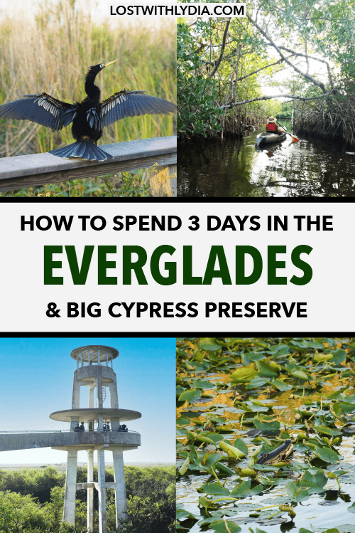Learn how to spend 3 days in the Everglades and Big Cypress National Preserve with this detailed Florida itinerary!