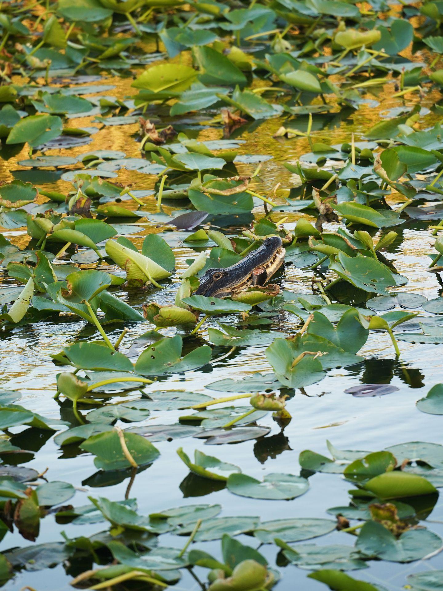 A alligator sticks its' head out of a pond dense with lilypads. There is a bird of fish inside of the alligators mouth.