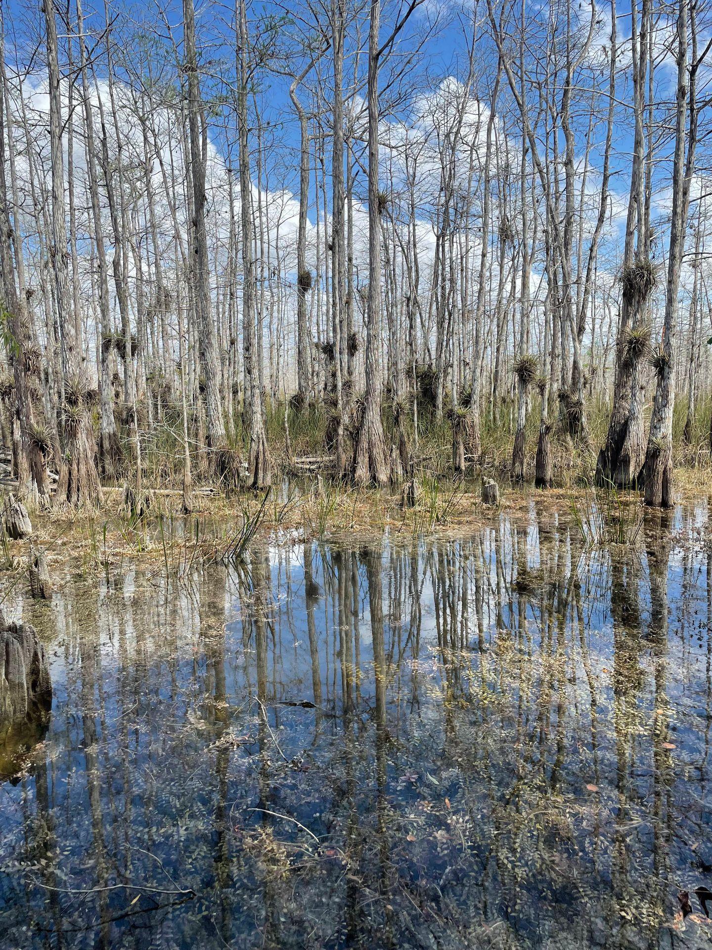 A line of cypress trees with airplants hanging on the trees. There is water in the foreground that holds the reflection of the trees.