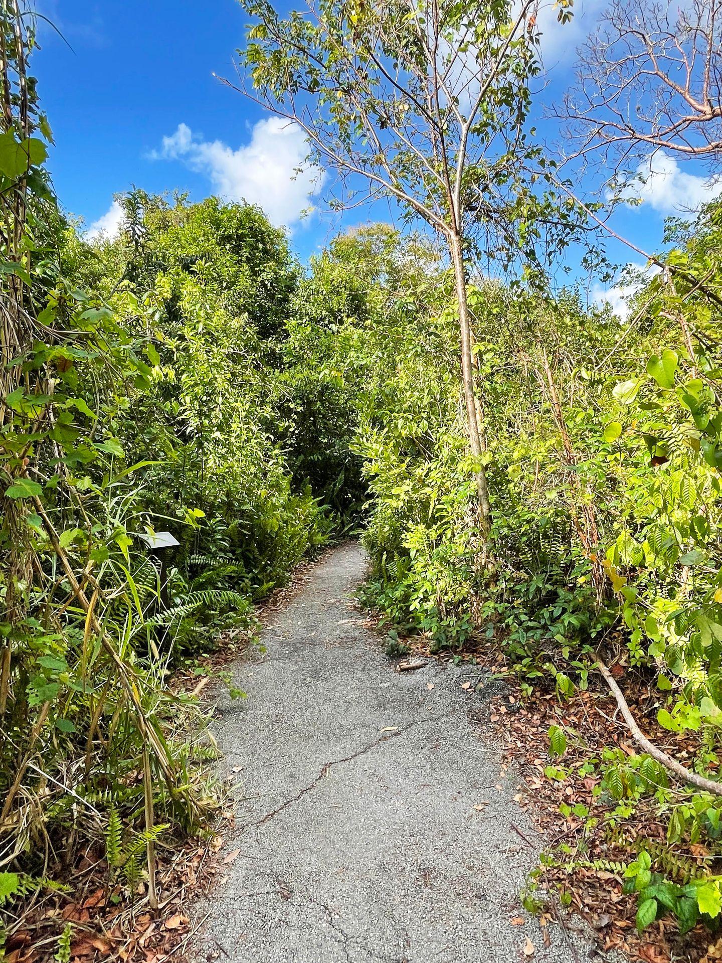 A flat trail leads through an area of trees and greenery.
