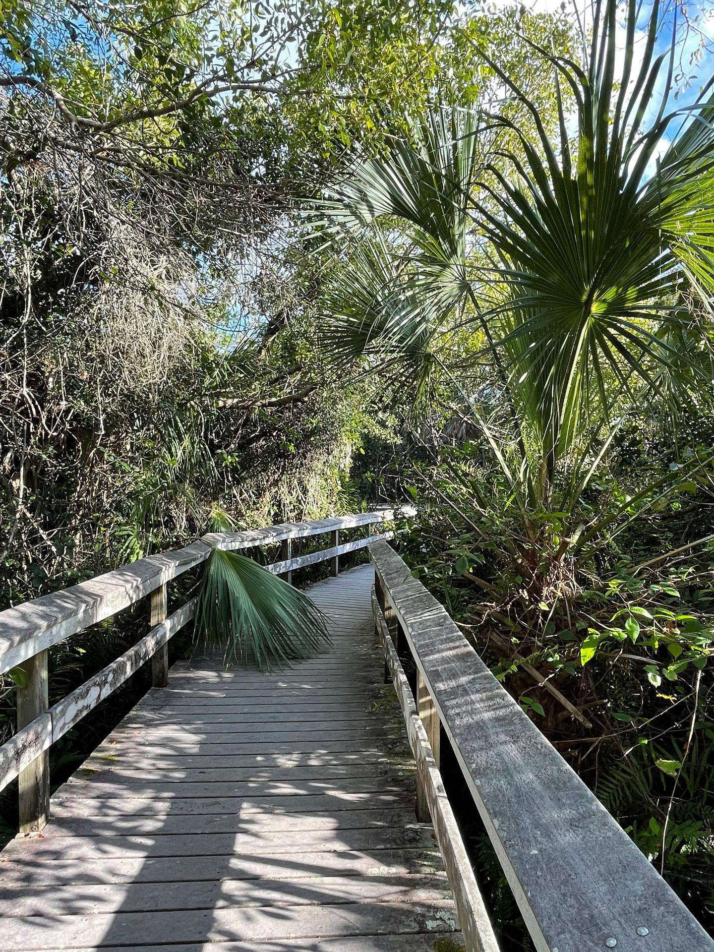 A wooden boardwalk trail through a dense forest of palms. One palm hangs over the railing and onto the trail.