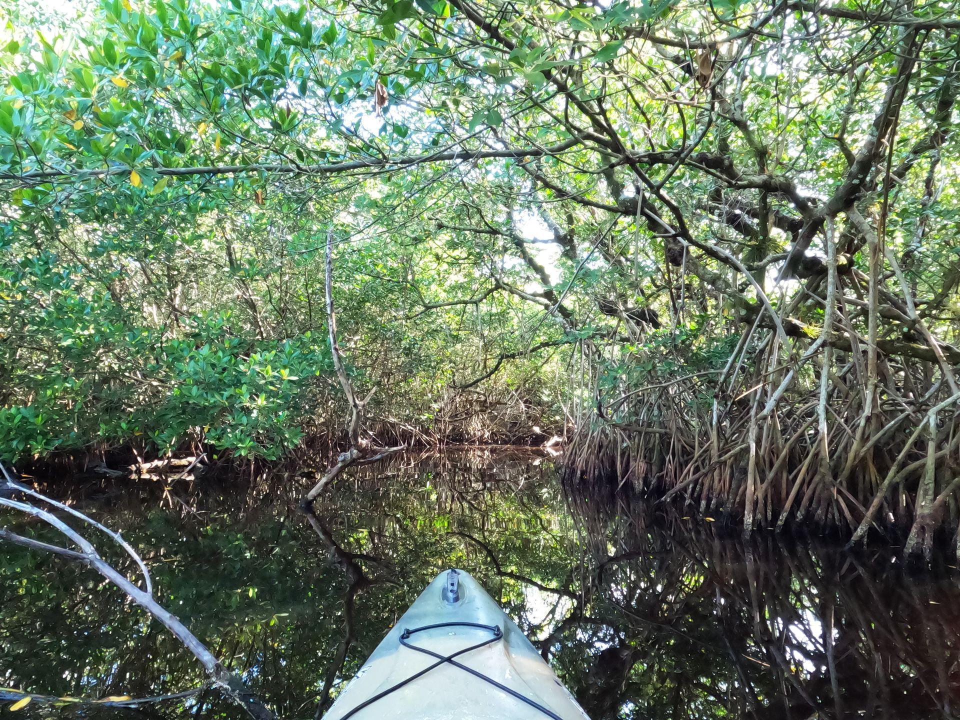 The front of a kayak surrounded by mangrove trees on either side of the water ahead