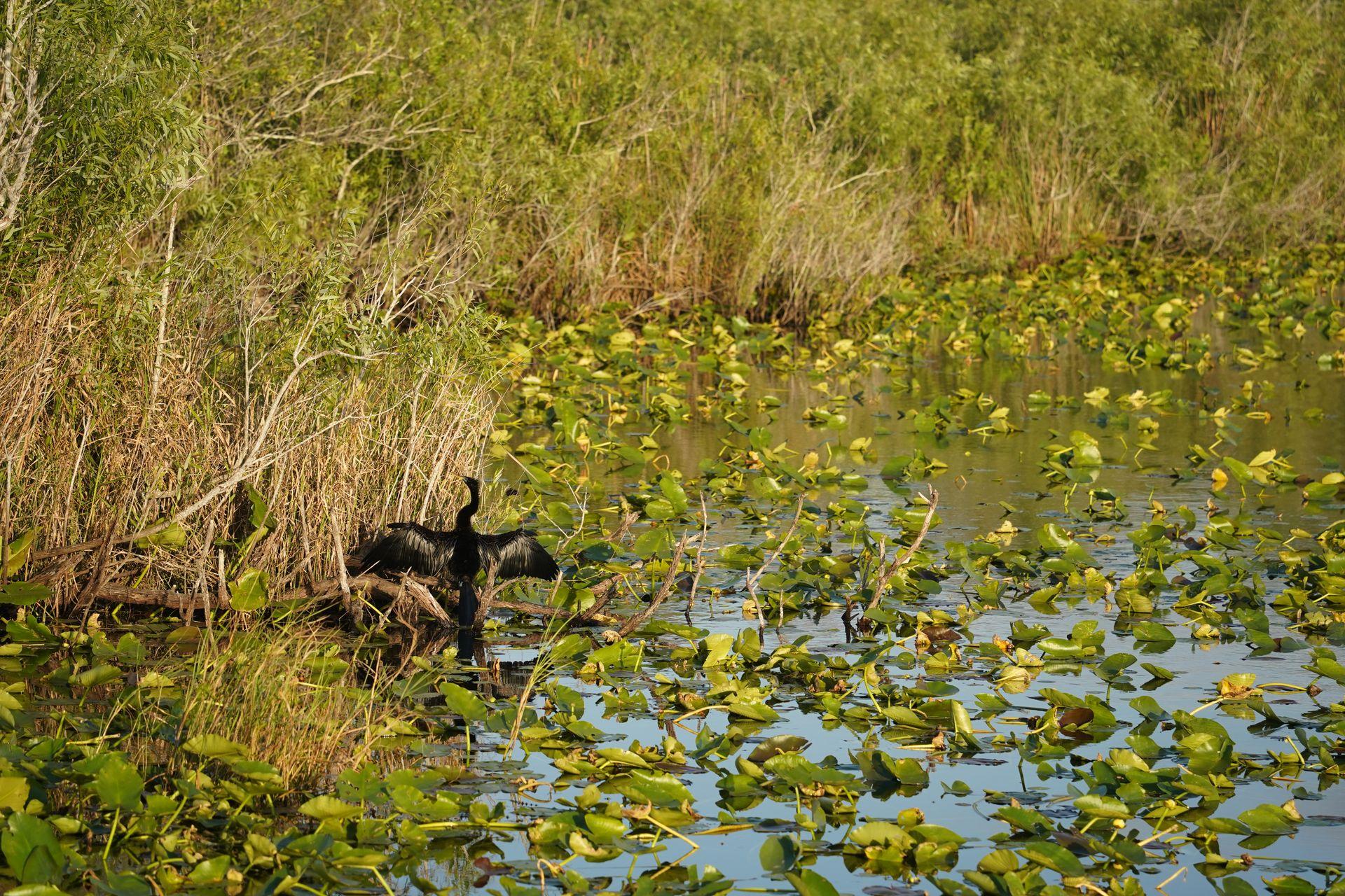 A pond full of lilypads with a black anhinga bread spreading it's wings on the edge of the water.