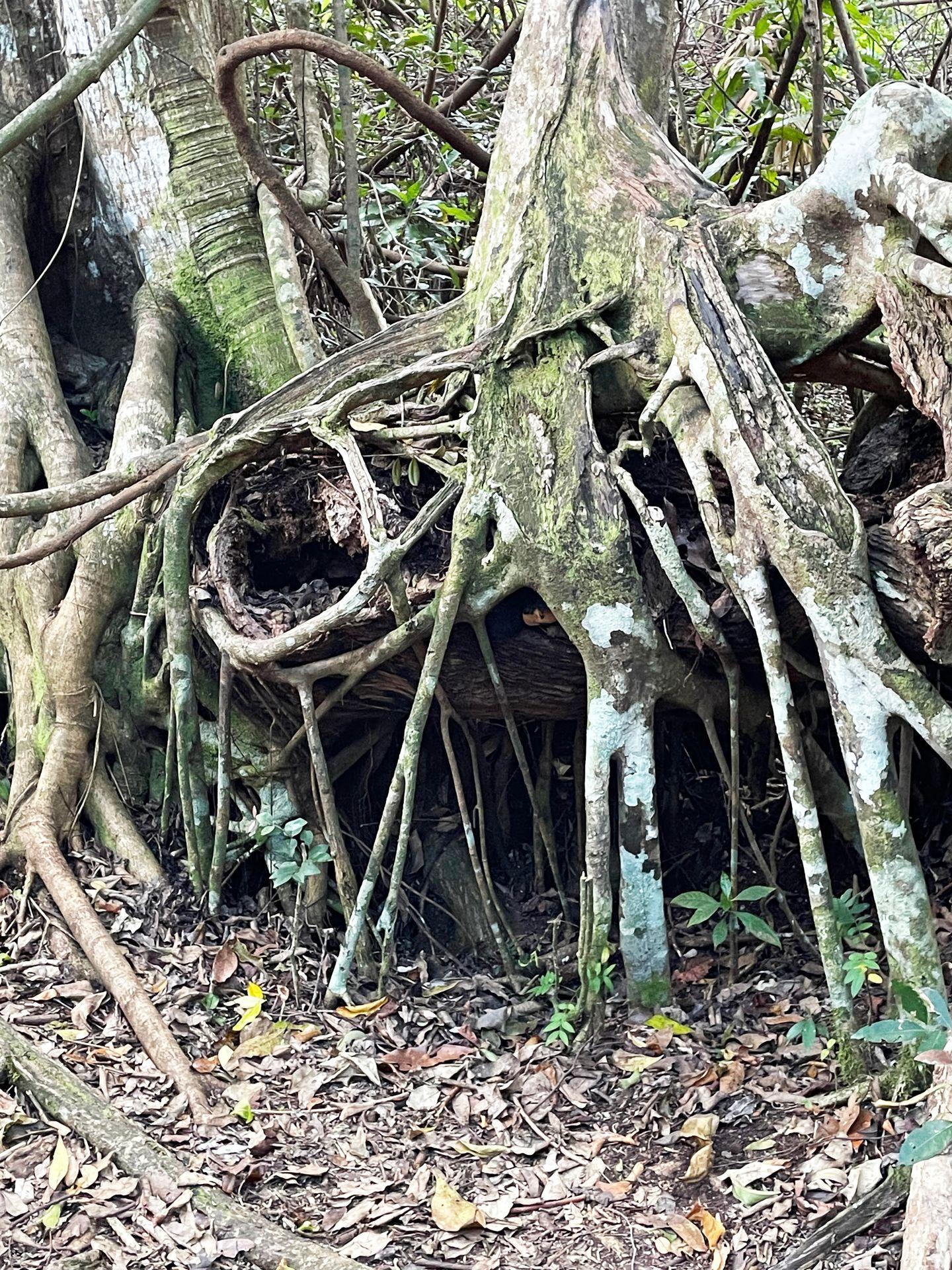Tree roots twisting around each other along the Gumbo Limbo Trail.