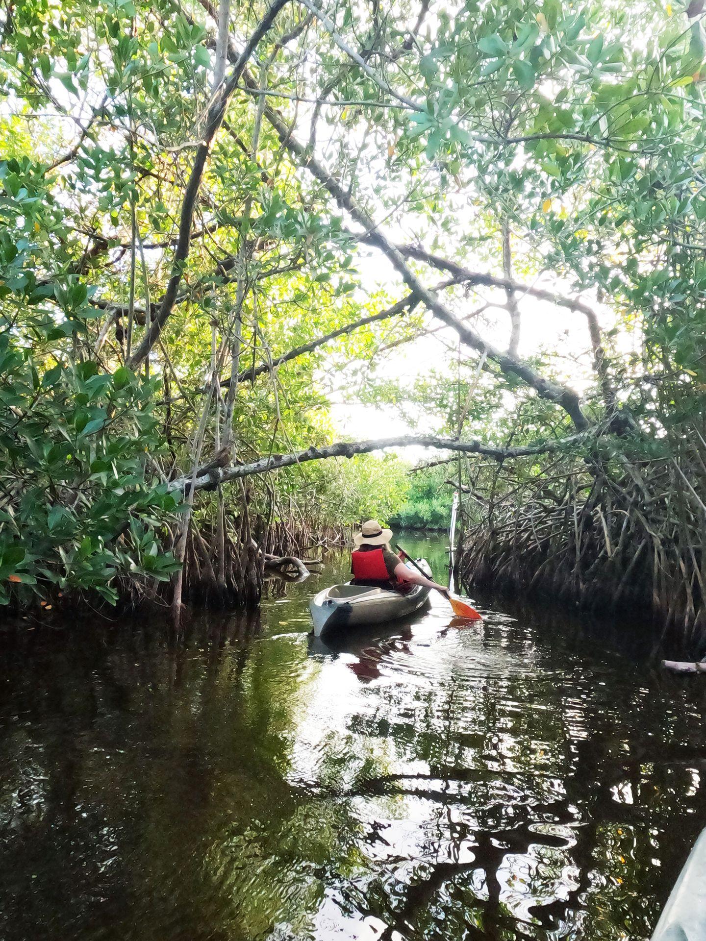 Lydia kayaking away through a mangrove tunnel. She wear a red life vest and a tree hangs low above her.