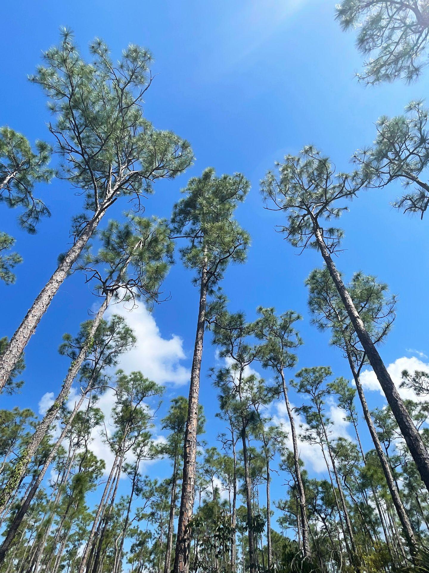 Looking up at tall, skinny pine trees against a blue sky
