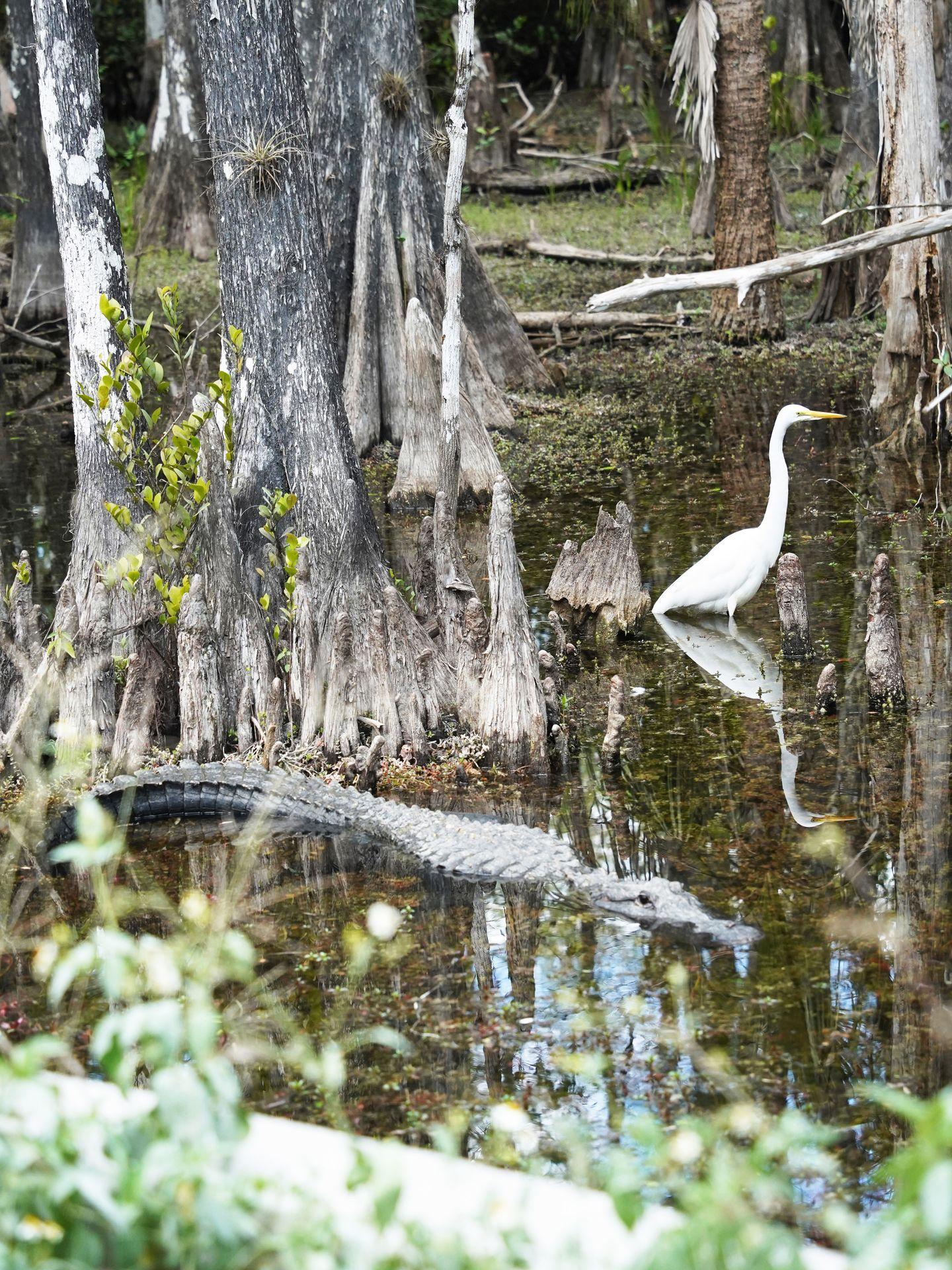 An alligator and a white bird in the water surrounded by cypress trees. A view on the Scenic Loop Drive in Big Cypress.