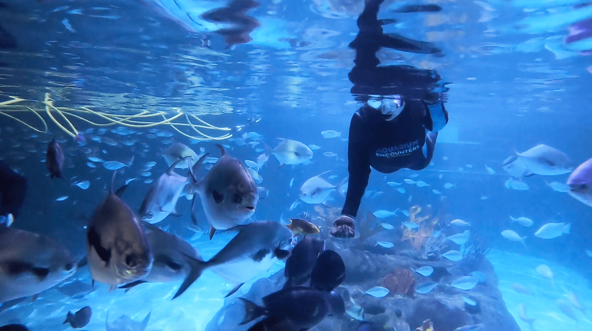 Lydia holds out her hand to feed a stingray while snorkeling in a tank full of fish at the Florida Keys Aquarium Encounters