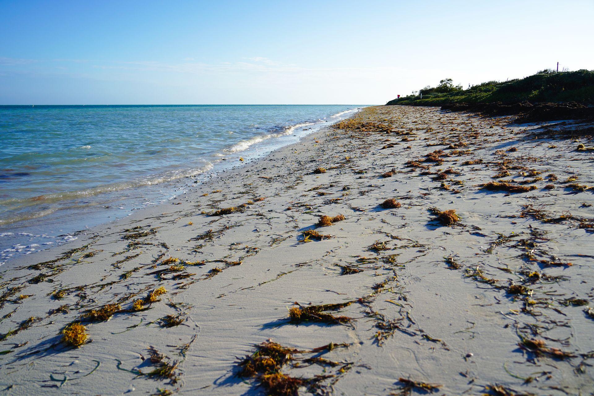A close up of a beach with sea grass on the sand at Bahia Honda State Park