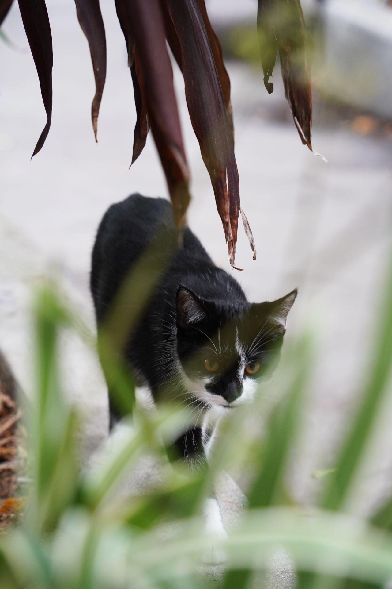 A black and white cat with blurred grass in the foreground