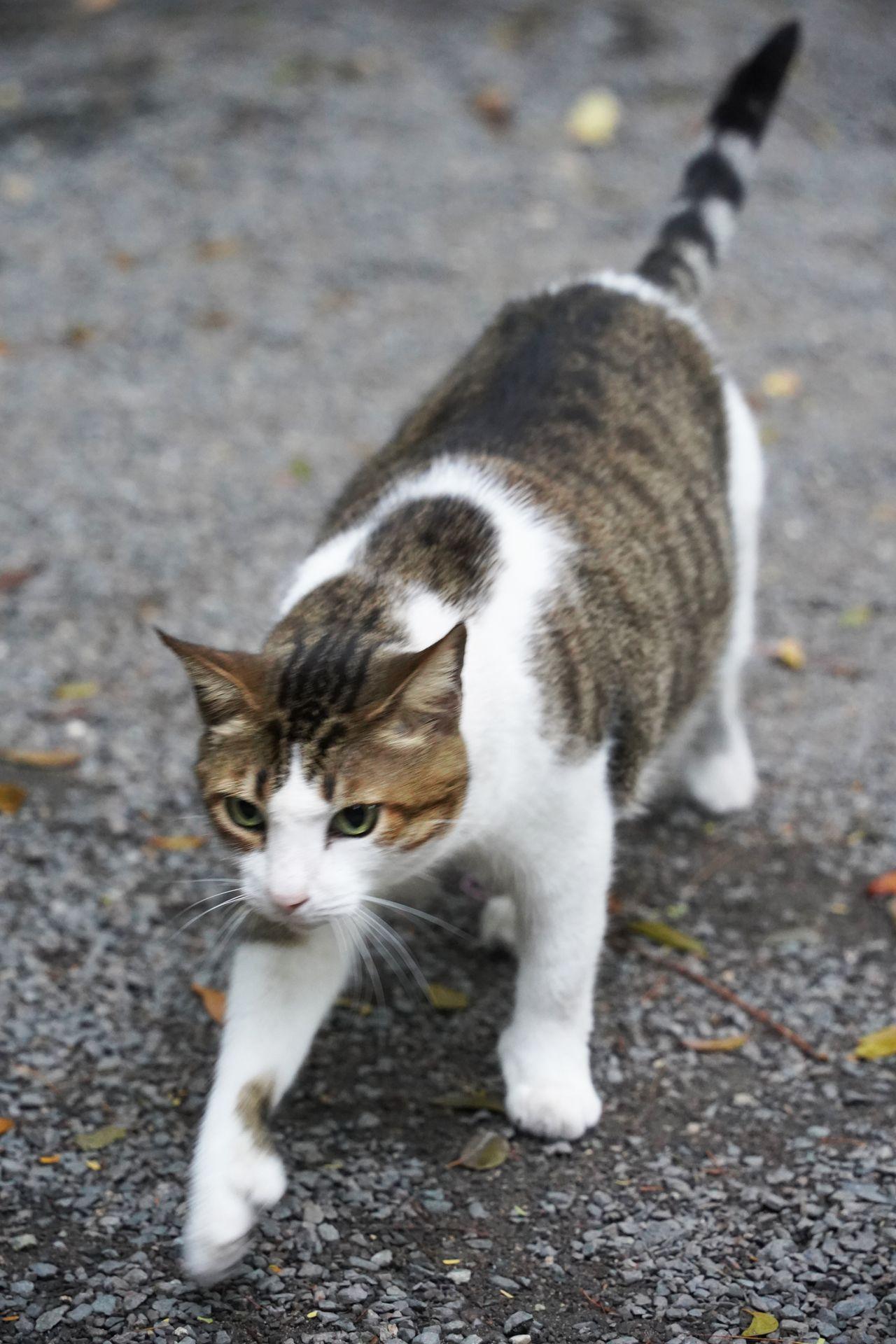 A close up of a white and brown cat walking forward