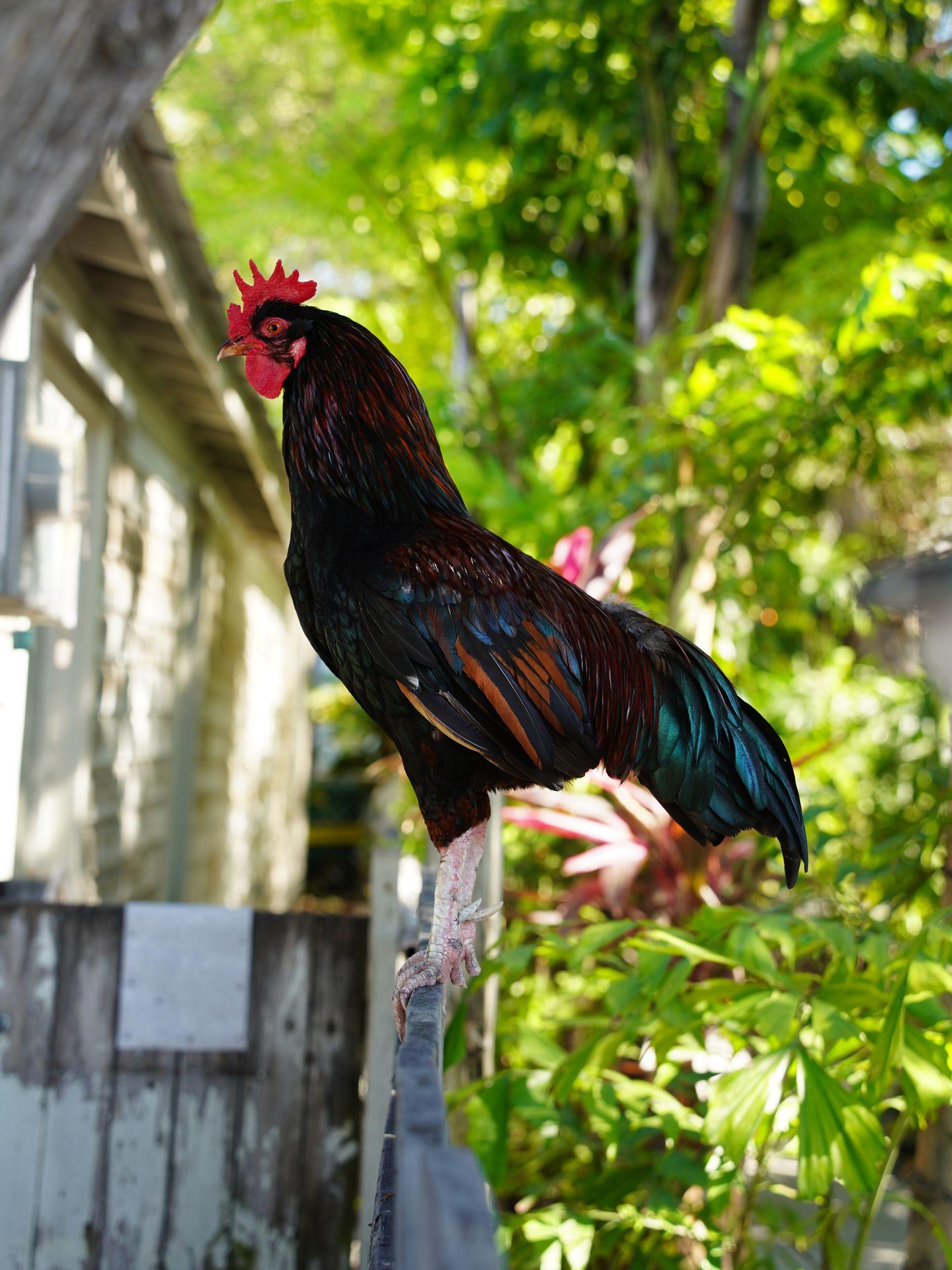 A brown and blue chicken sitting on a fence in Key West