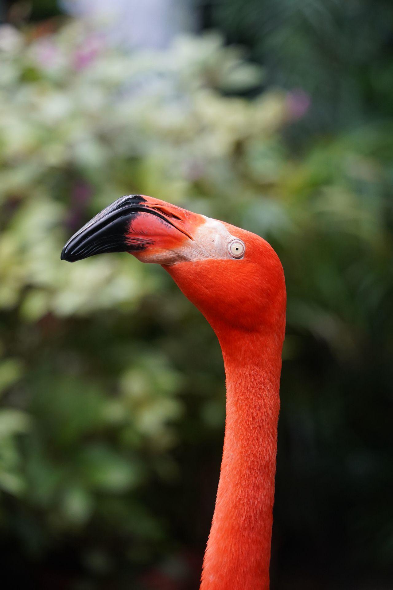 A close up flamingo head with a blurred green background