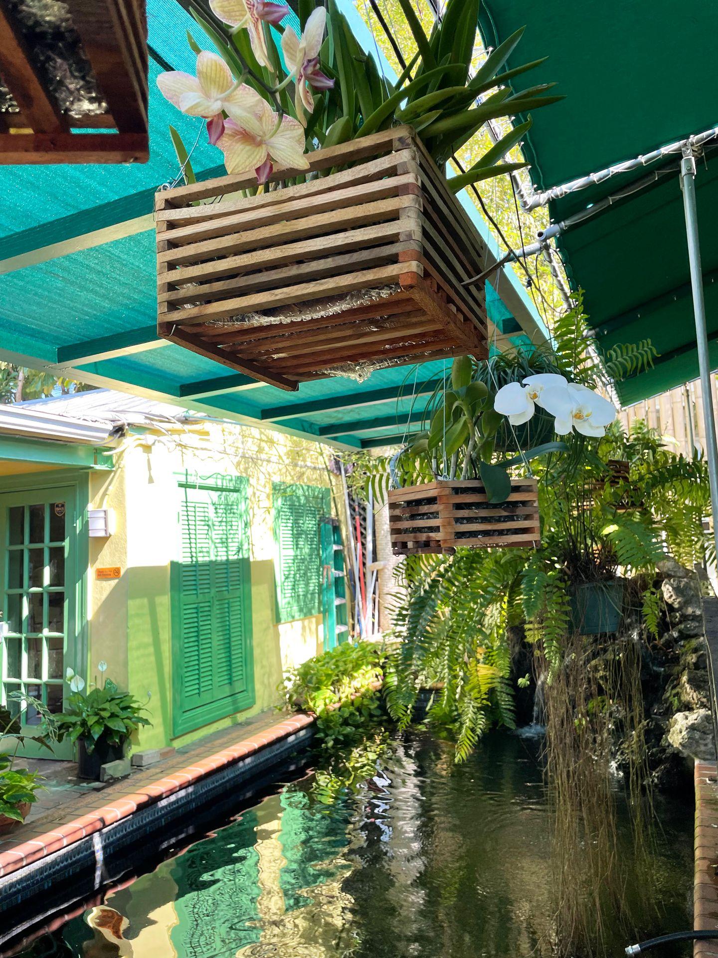 The koi pond in the backyard of Kermit's Key Lime Shoppe. There are hanging plants and green shutters in the background