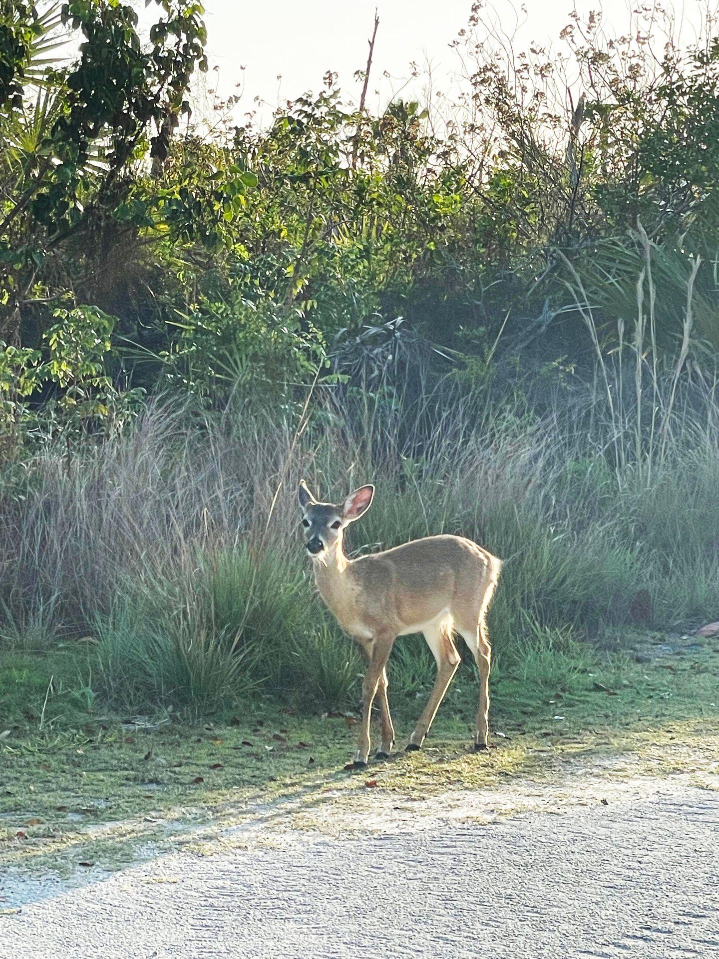 A miniature deer in front of some greenery