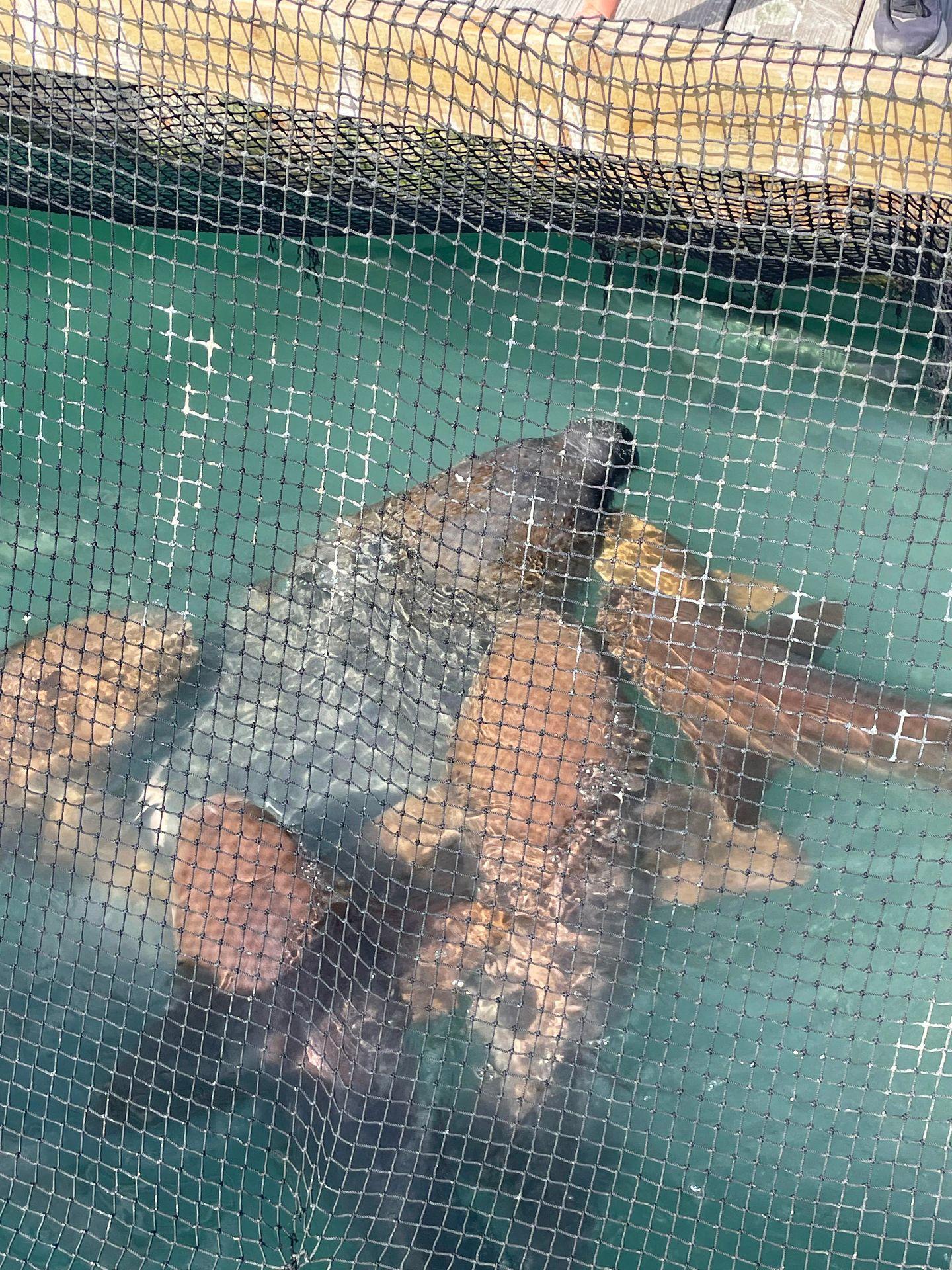 A manatee with four nurse sharks surrounding it. The animals are seen through a net on the dock of Robbie's