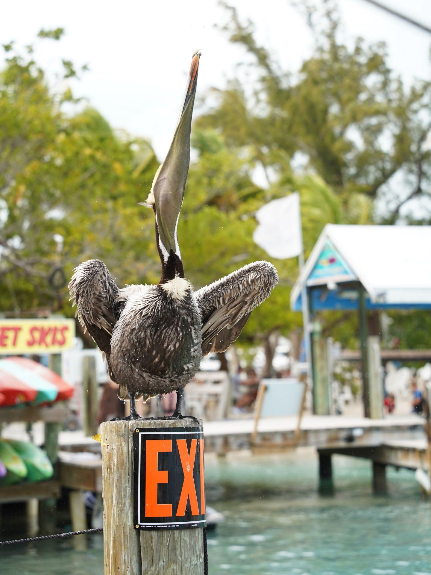 A pelican with it's head sticking up. It sits on an exit sign on the dock at Robbie's