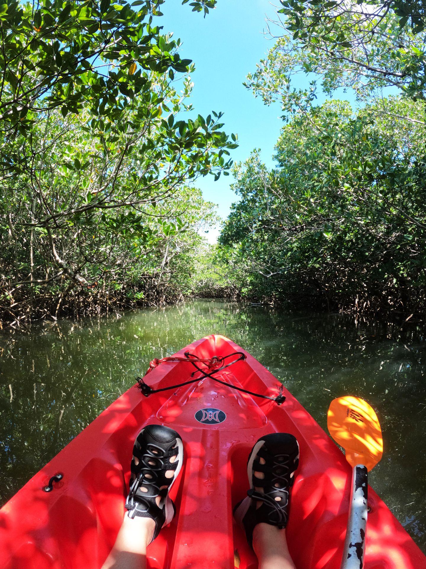 Looking forward from a red kayak in a mangrove tunnel at John Pennekamp State Park