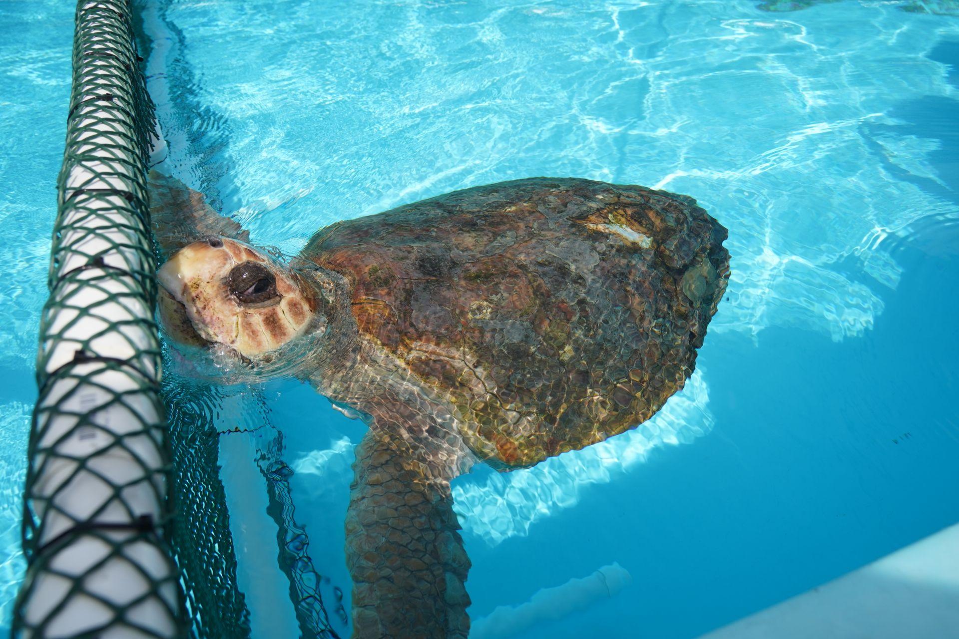 A large sea turtle swimming in aqua blue water at the Turtle Hospital