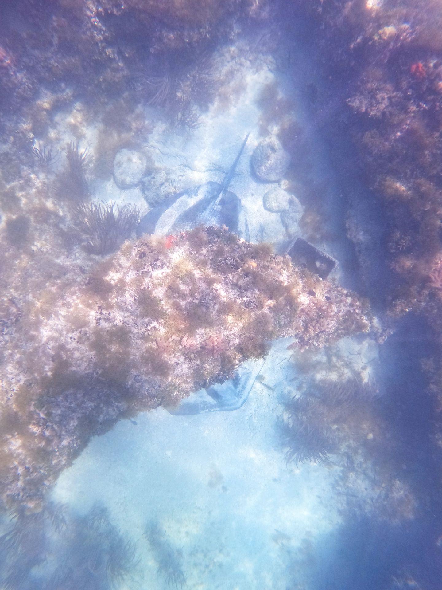 An underwater view of coral with two stingrays swimming on the ocean floor