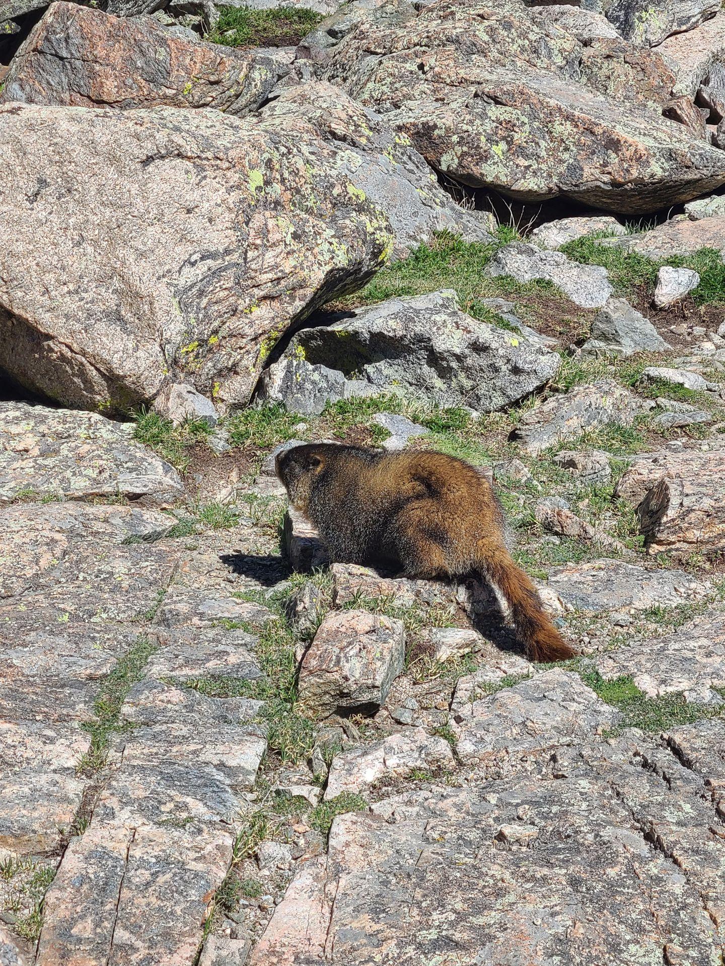 A orange marmot seen along the Lake Haiyaha Trail in Rocky Mountain National Park.