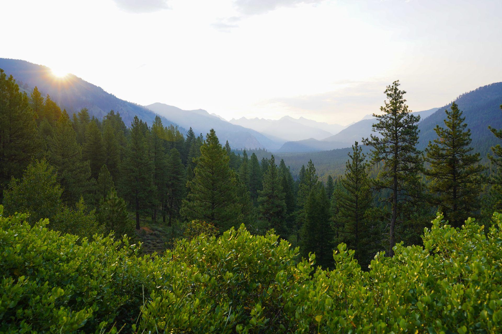 A view of trees and the Sawtooth Mountains in the distance at sunrise.