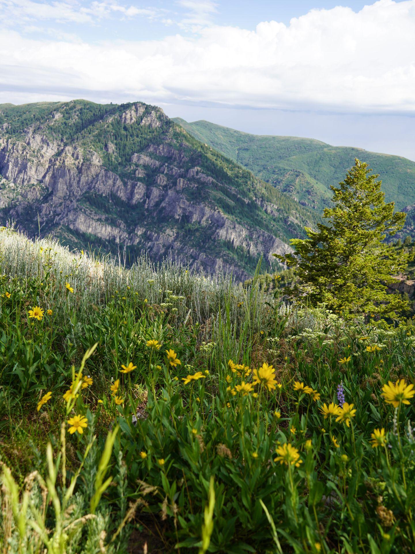 A view of a mountain with green grass and yellow flowers in the foreground.