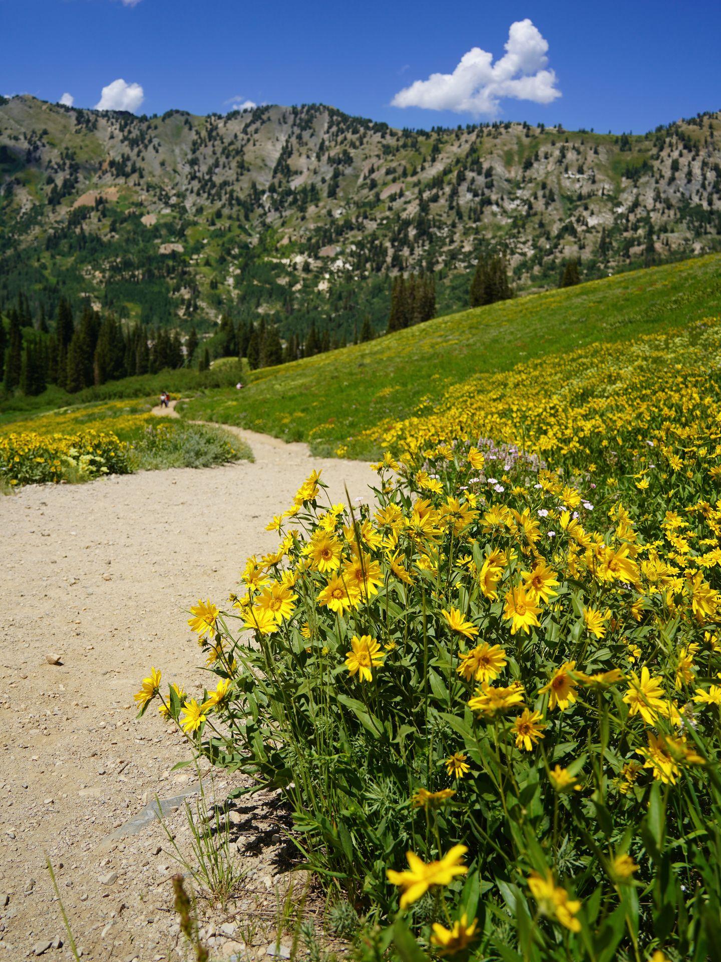 Yellow flowers along the trail at the Albion Basin. There is a green mountain in the distance.