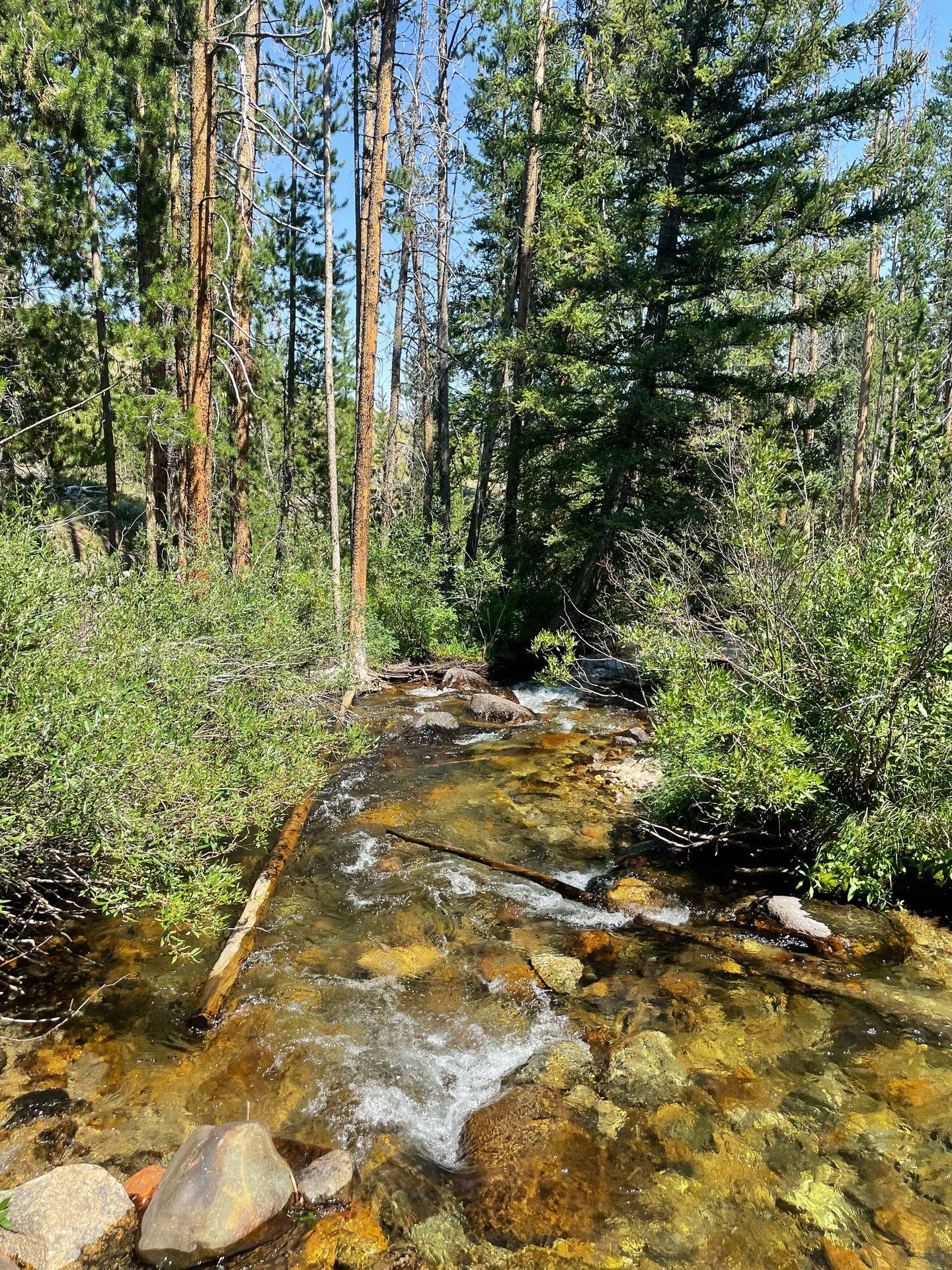 A creek surrounded by tall trees seen along the Fishhook Creek Trail.