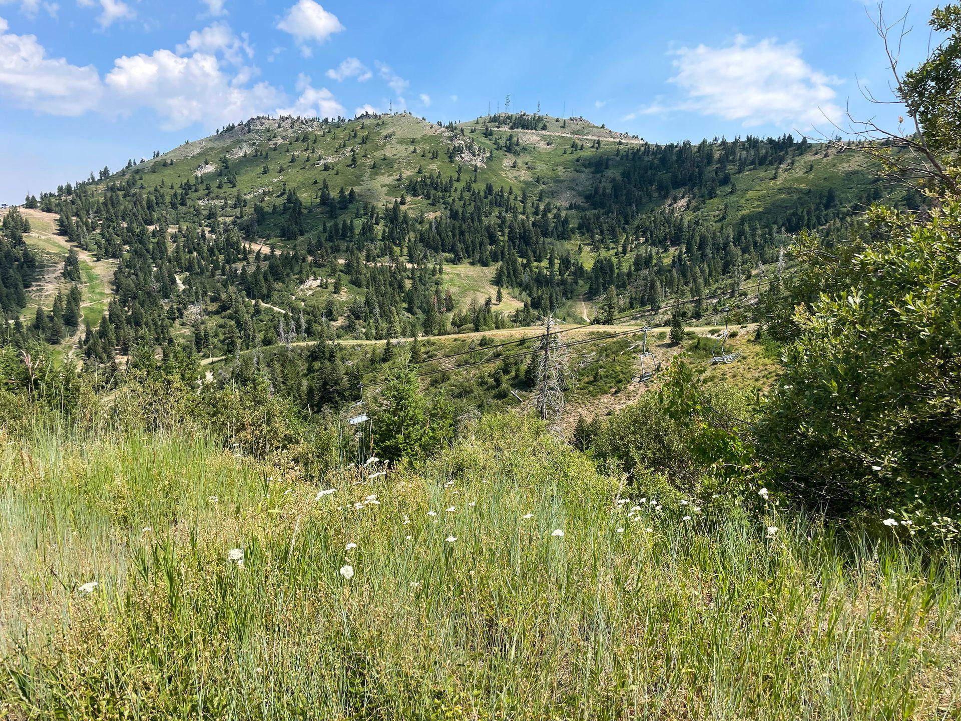 A mountain covered in greenery and trees at Bogus Basin near Boise.