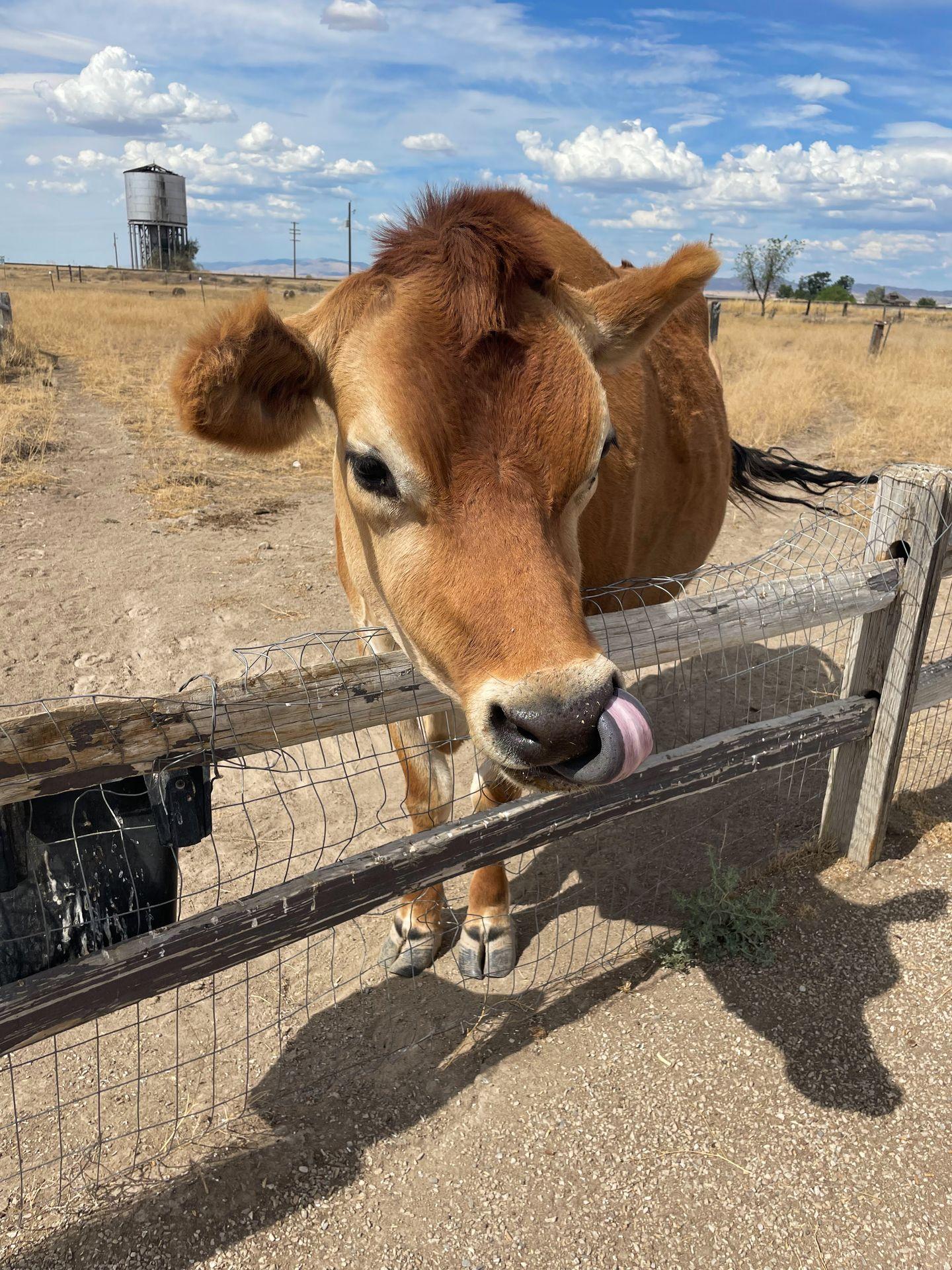 A friendly cow sticking her tongue out at the Big Idaho Potato Hotel.