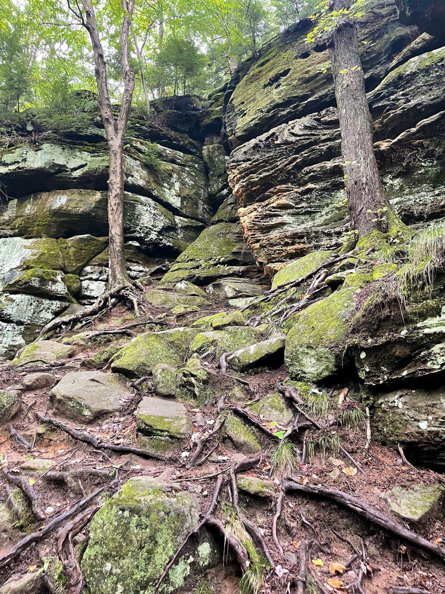 Looking up at rocky ledges with some tall trees in front of the rocks.
