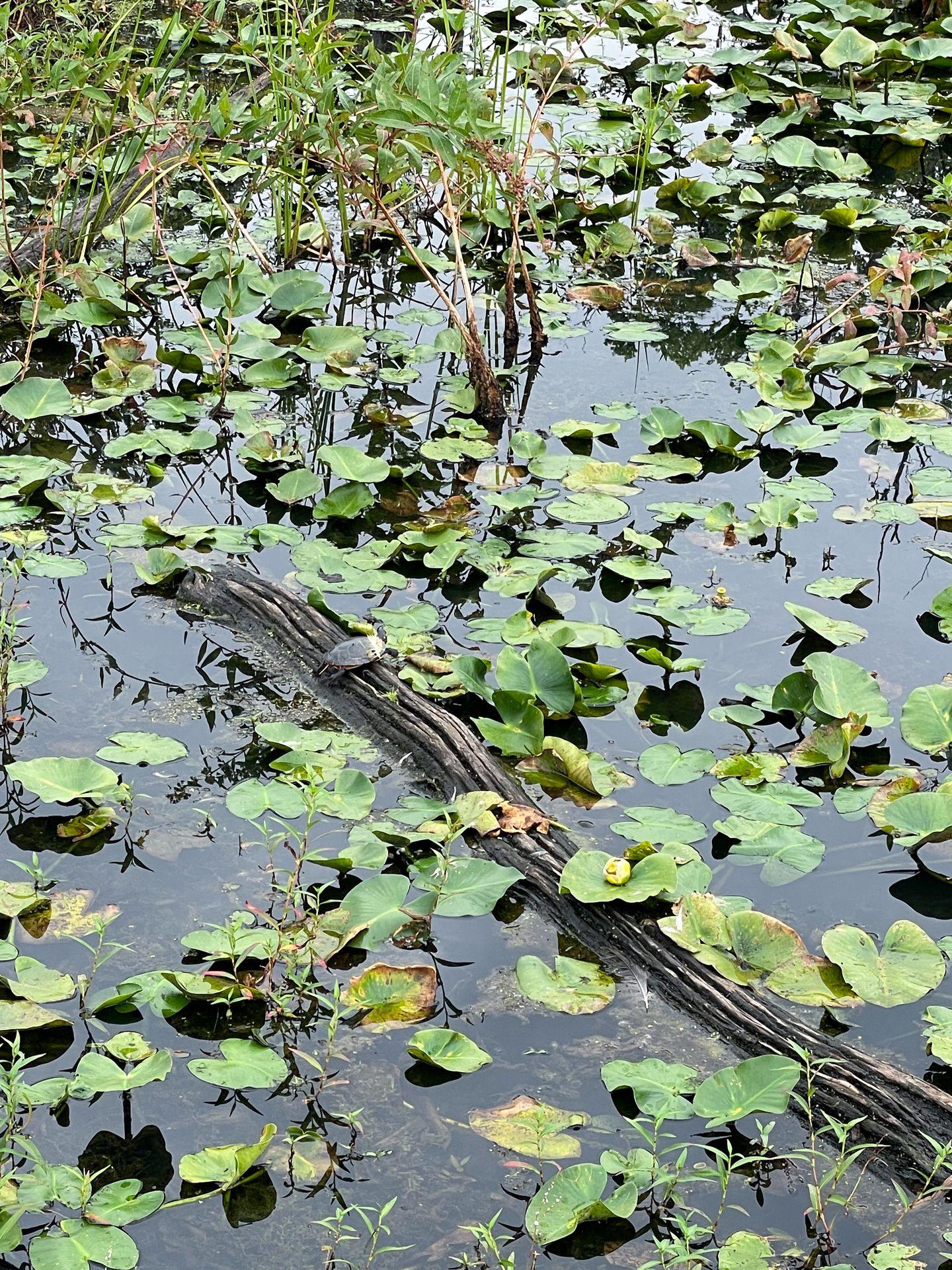 A marsh area with lily pads and a turtle sitting on a log.