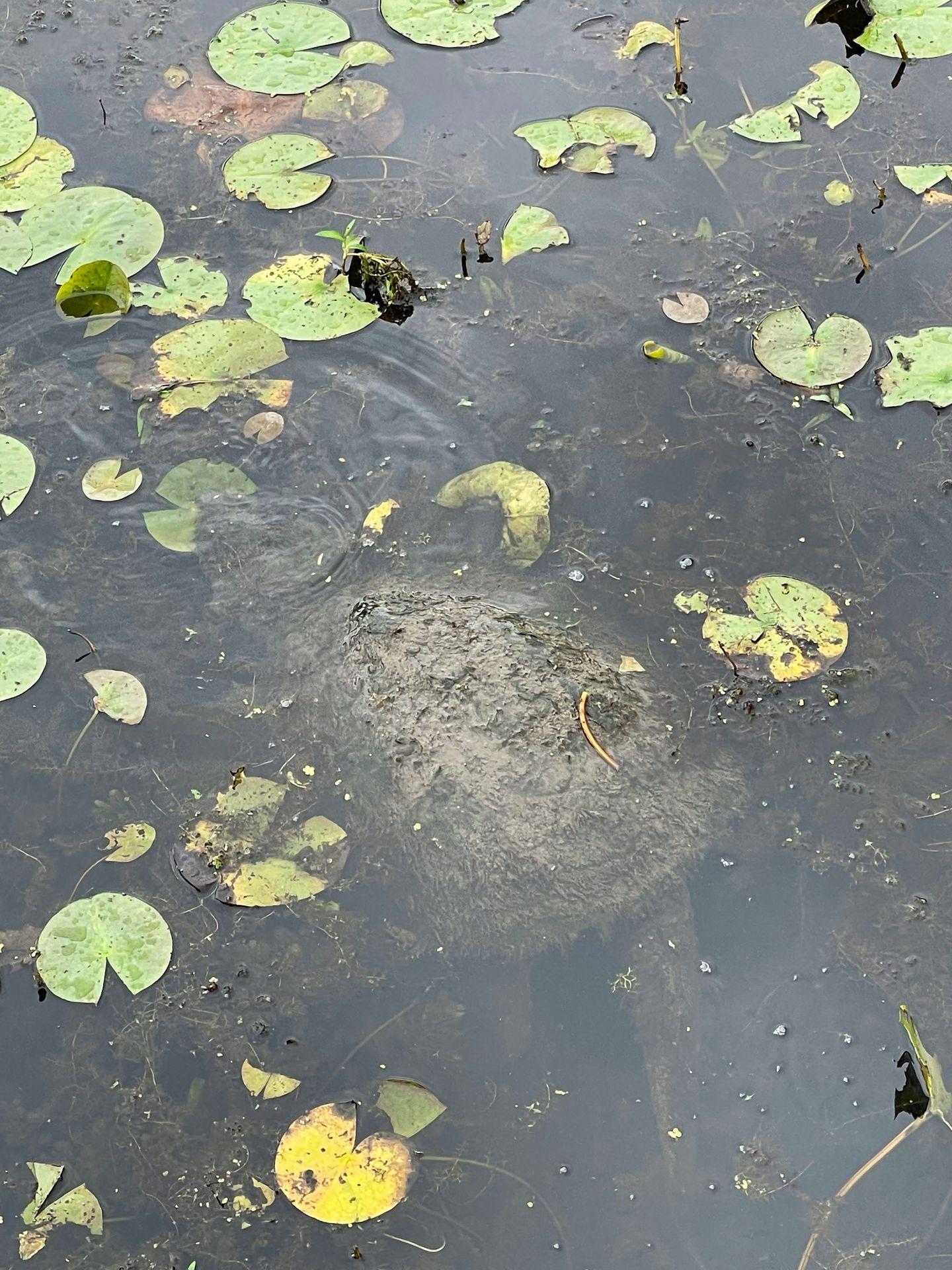 A snapping turtle under the surface of the water eating a leave.
