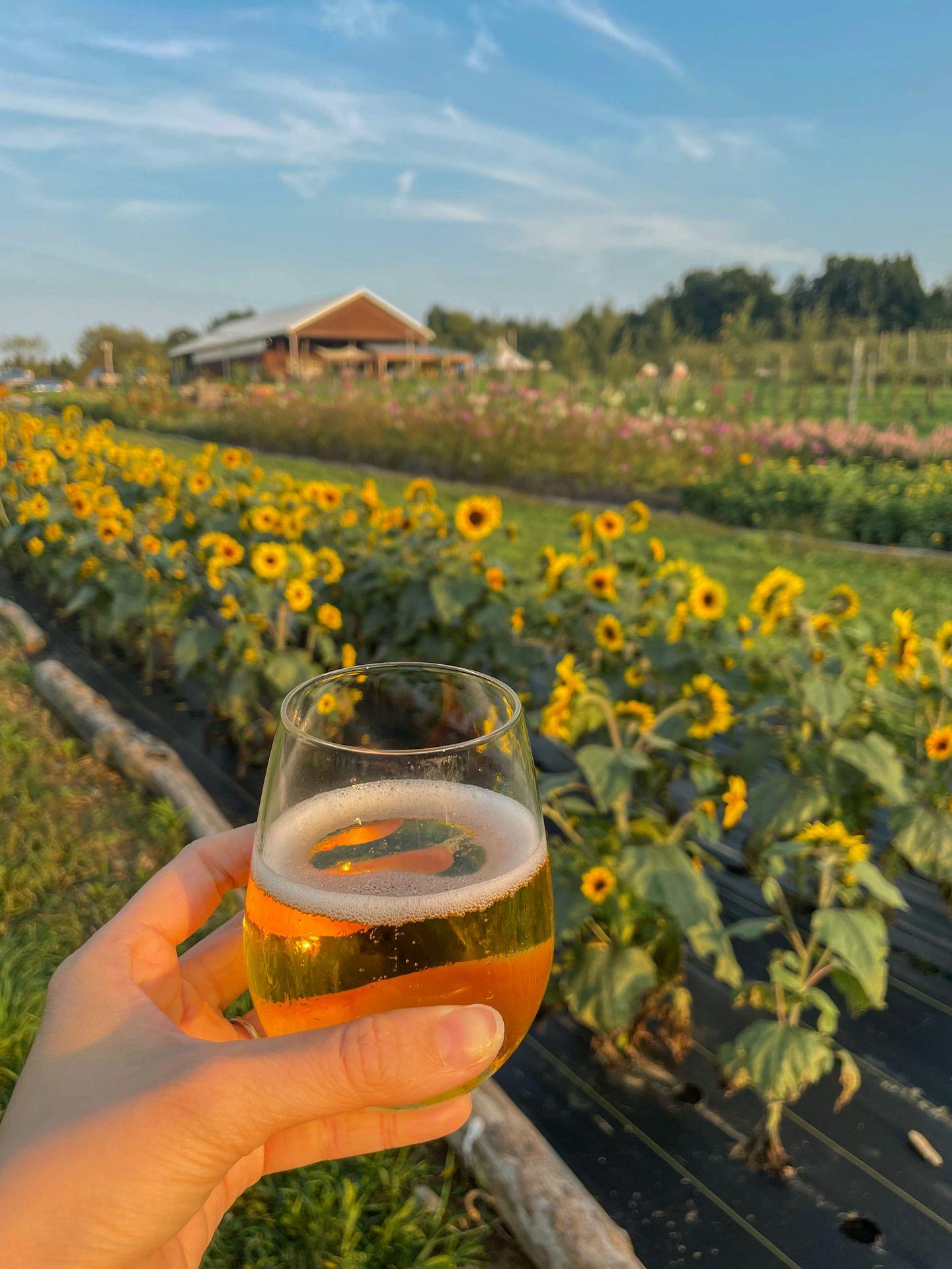 Holding up a glass of cider in front of rows of sunflowers.