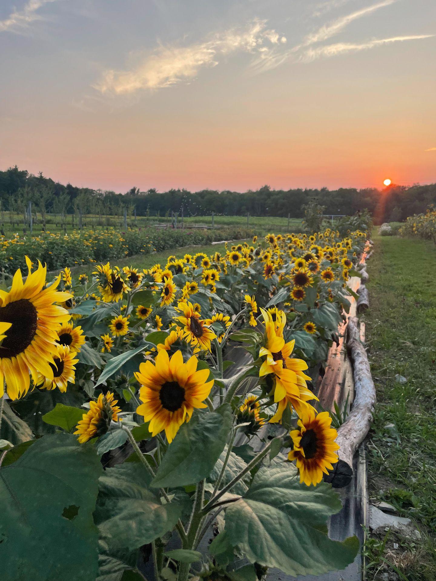 A row of sunflowers with the sun setting in the distance.