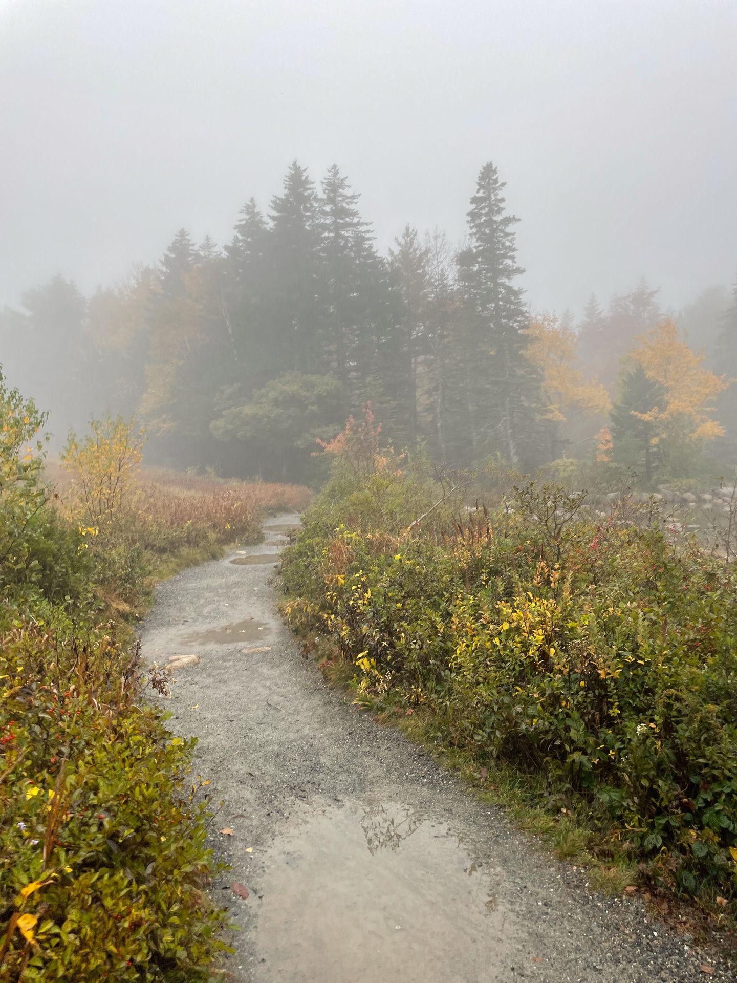A foggy path in Acadia
