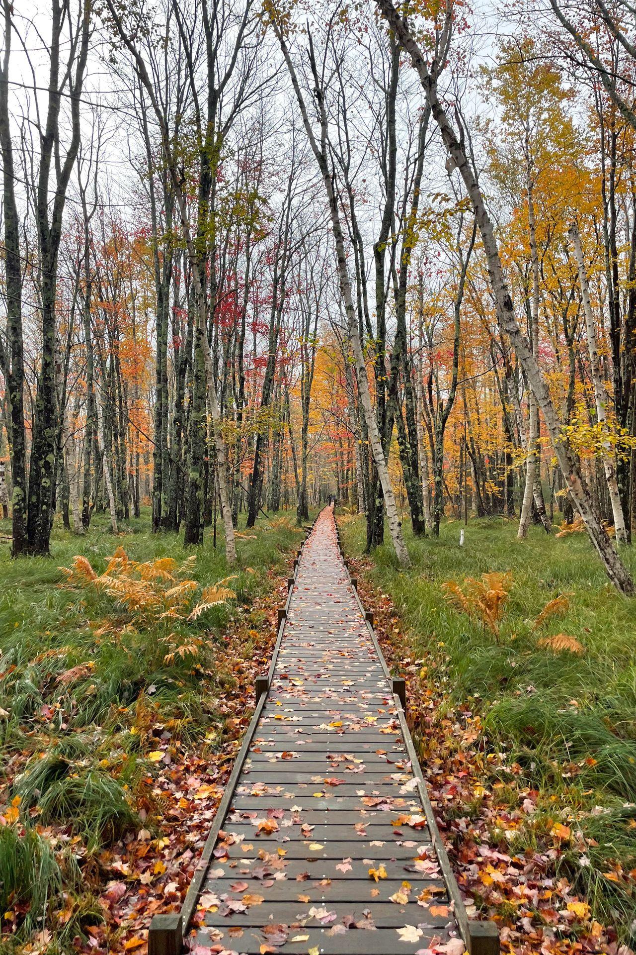 Looking down the boardwalk of the Jesup Path, surrounded by fall foliage.