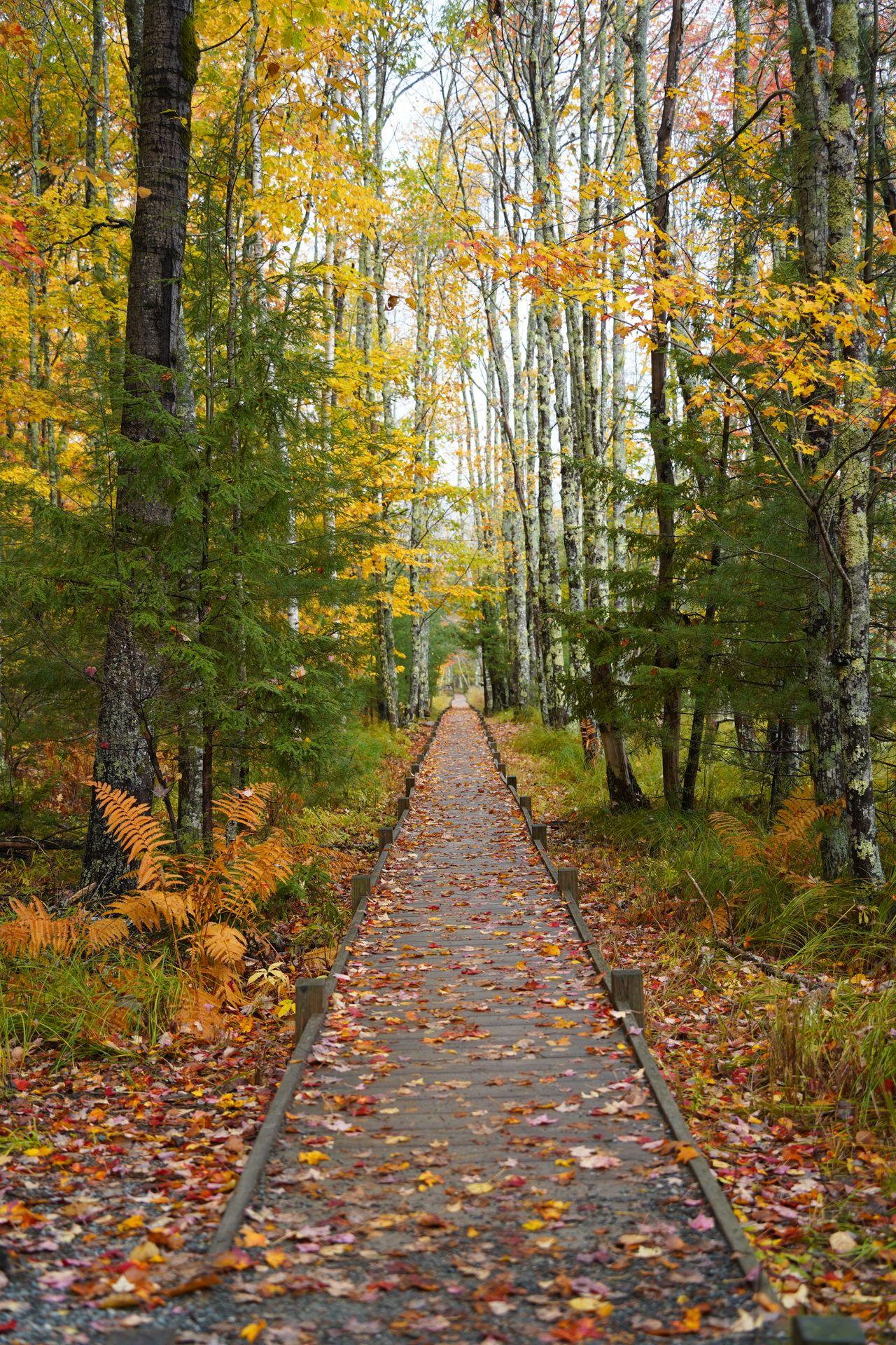 Looking down the boardwalk of the Jesup Path, surrounded by fall foliage.