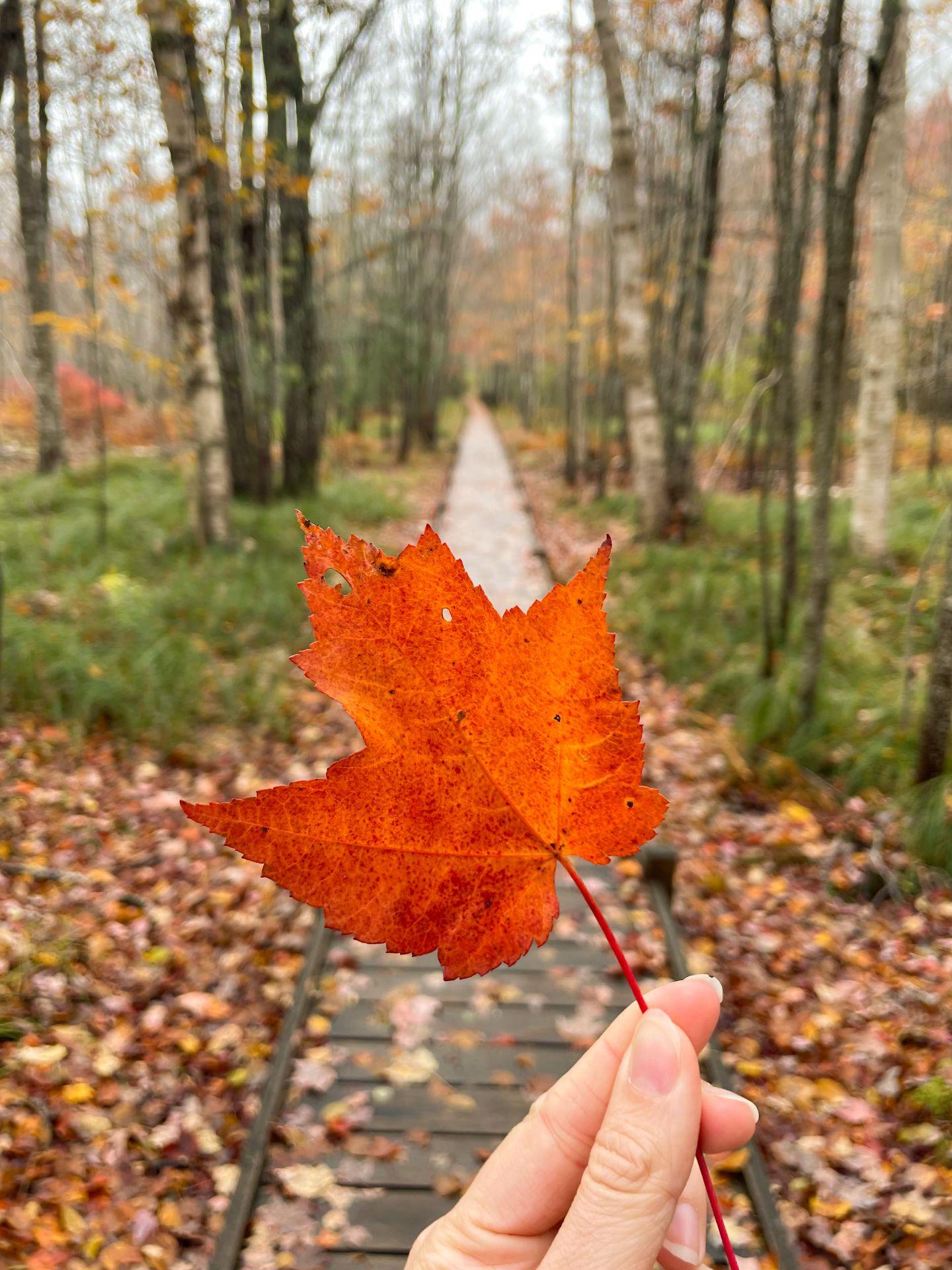 Holding up an orange leaf on the Jesup Path trail