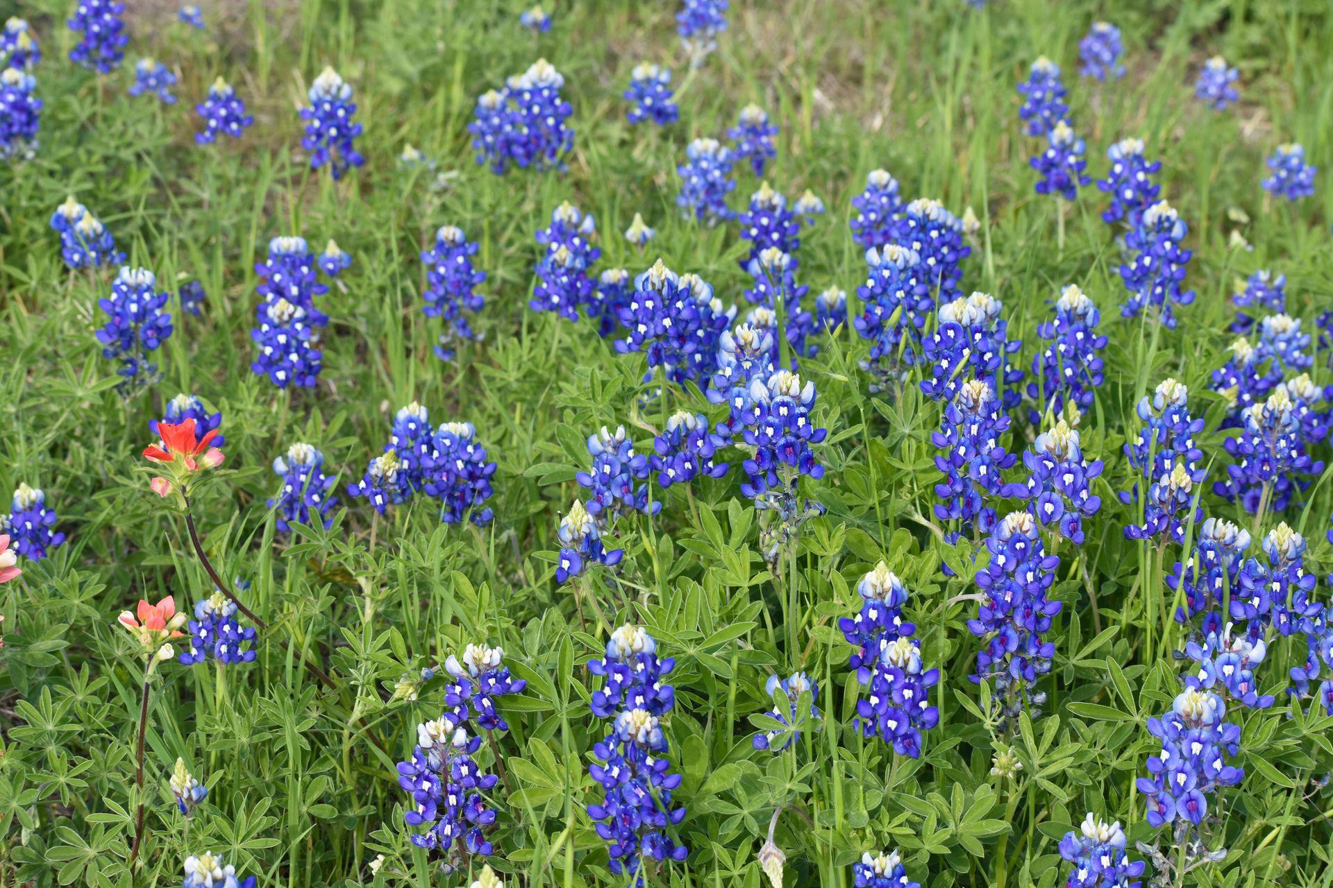 A close up look at bluebonnets