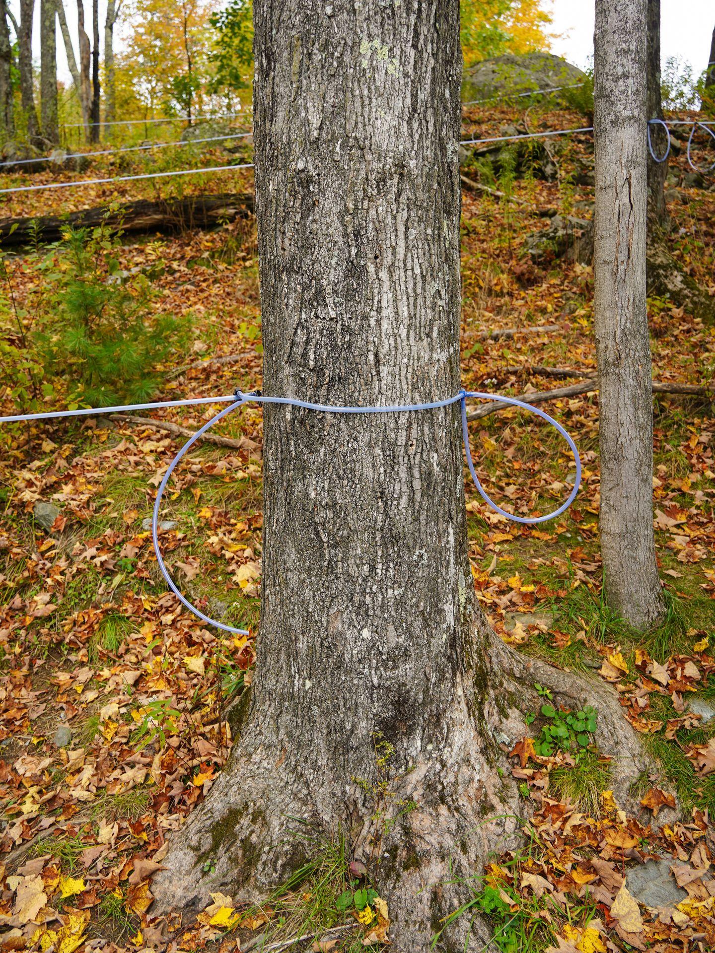 A tree with attached tubes to collect maple syrup.