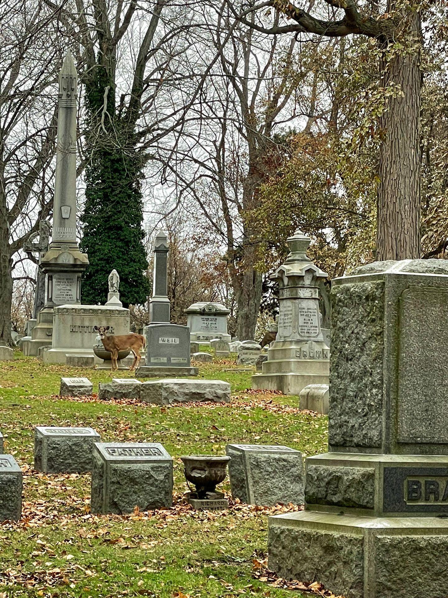 Several gravestones and a deer in the Forest Lawn Cemetery