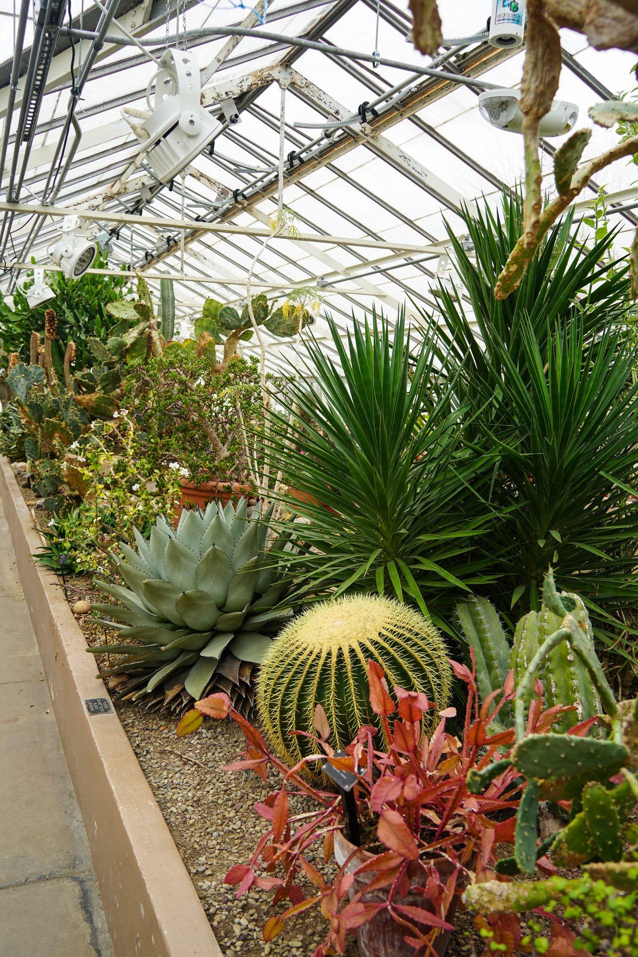 Several cacti and desert plants inside of the Buffalo Botanical Gardens.