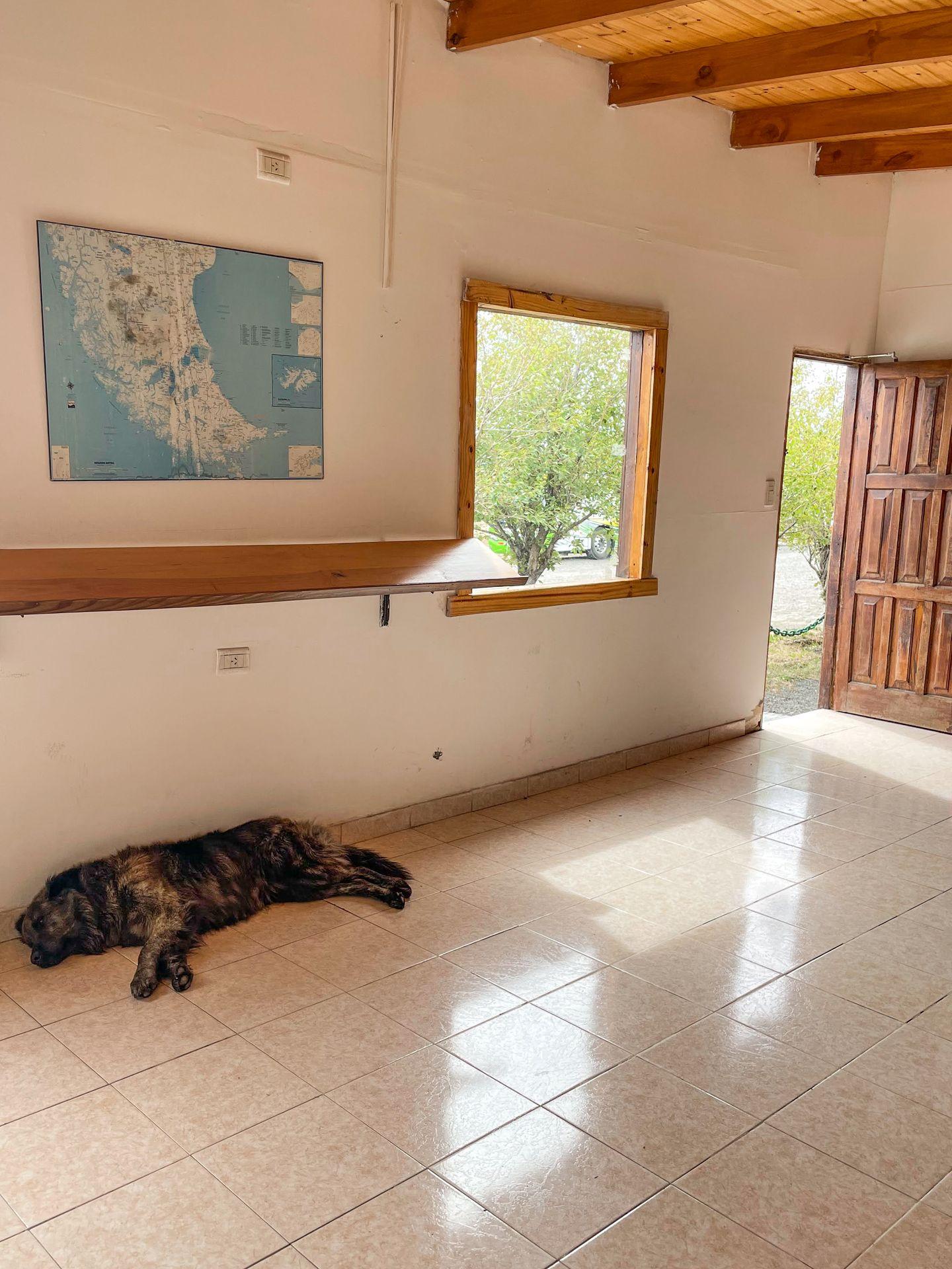 A dog laying inside of the building at the Argentina border crossing.