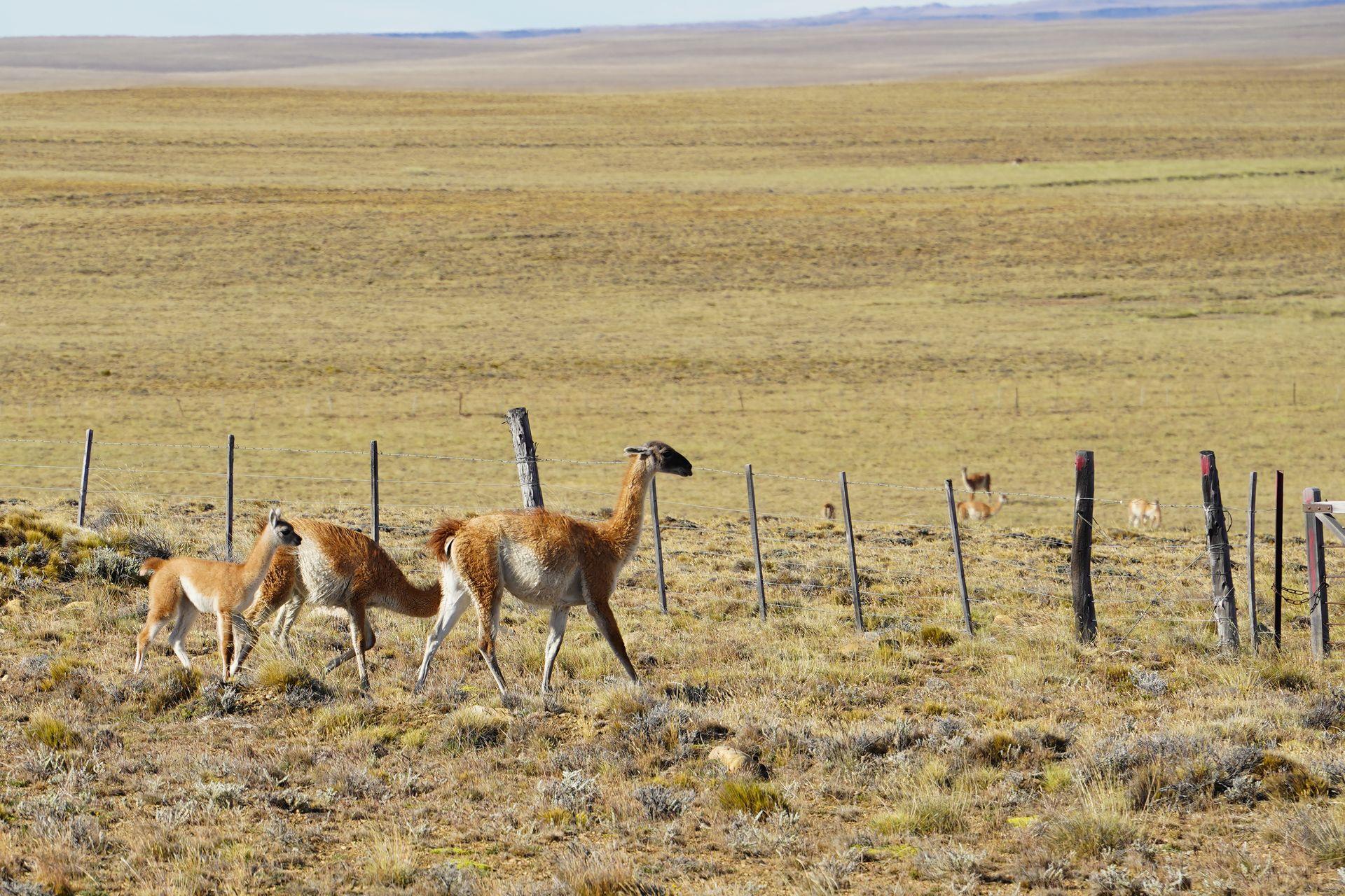 A group of a few guanacos tropping along the roading during a drive in Patagonia.