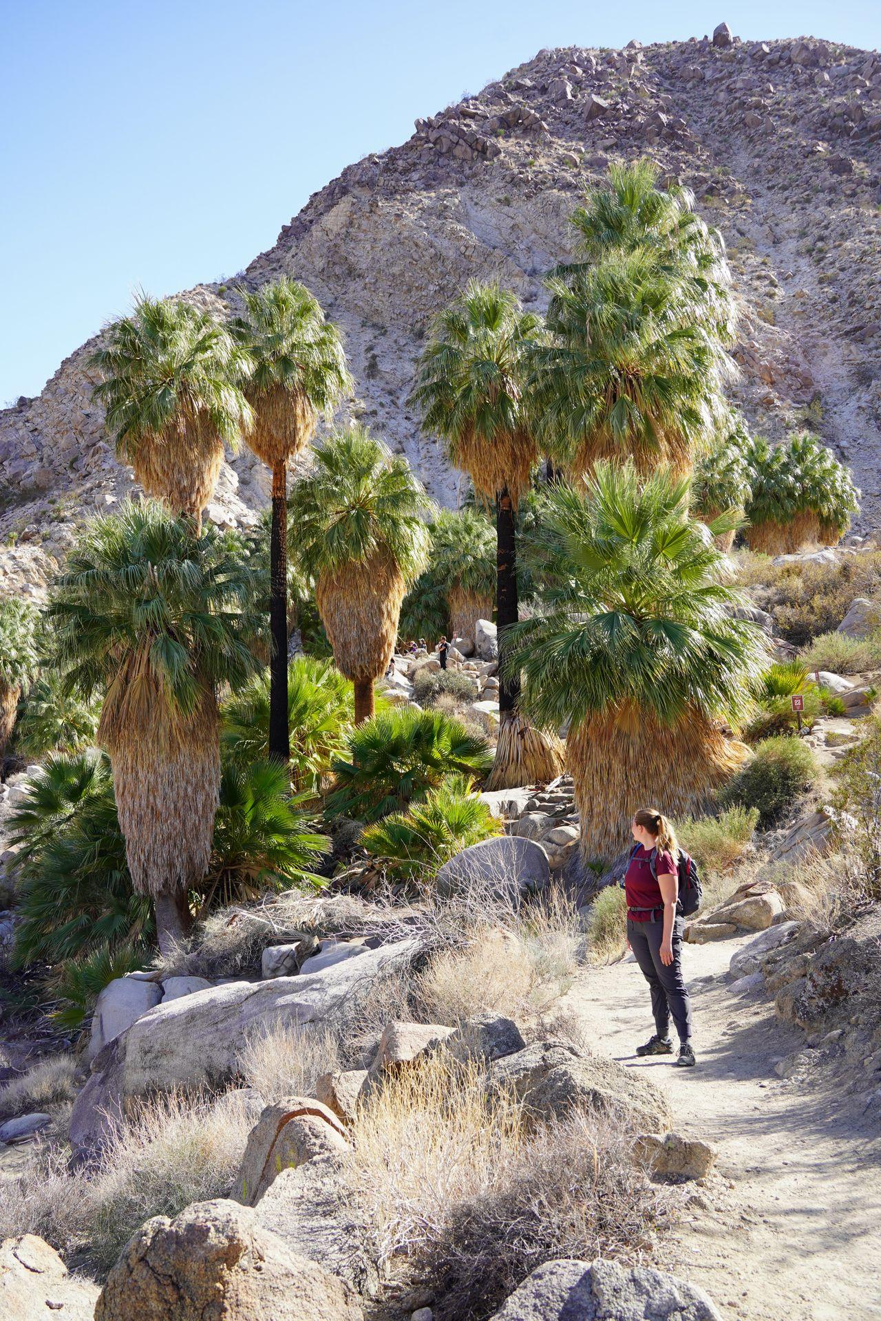 Lydia standing next to an area of tall palm trees on the FortyNine Palms Oasis trail.