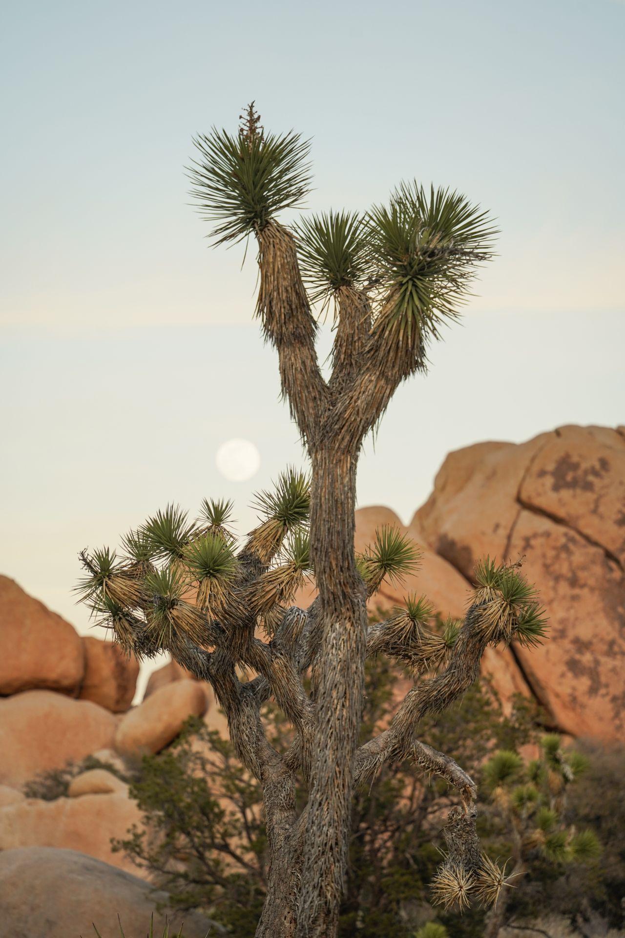 A joshua tree with a rock in the background and the moon in the sky.