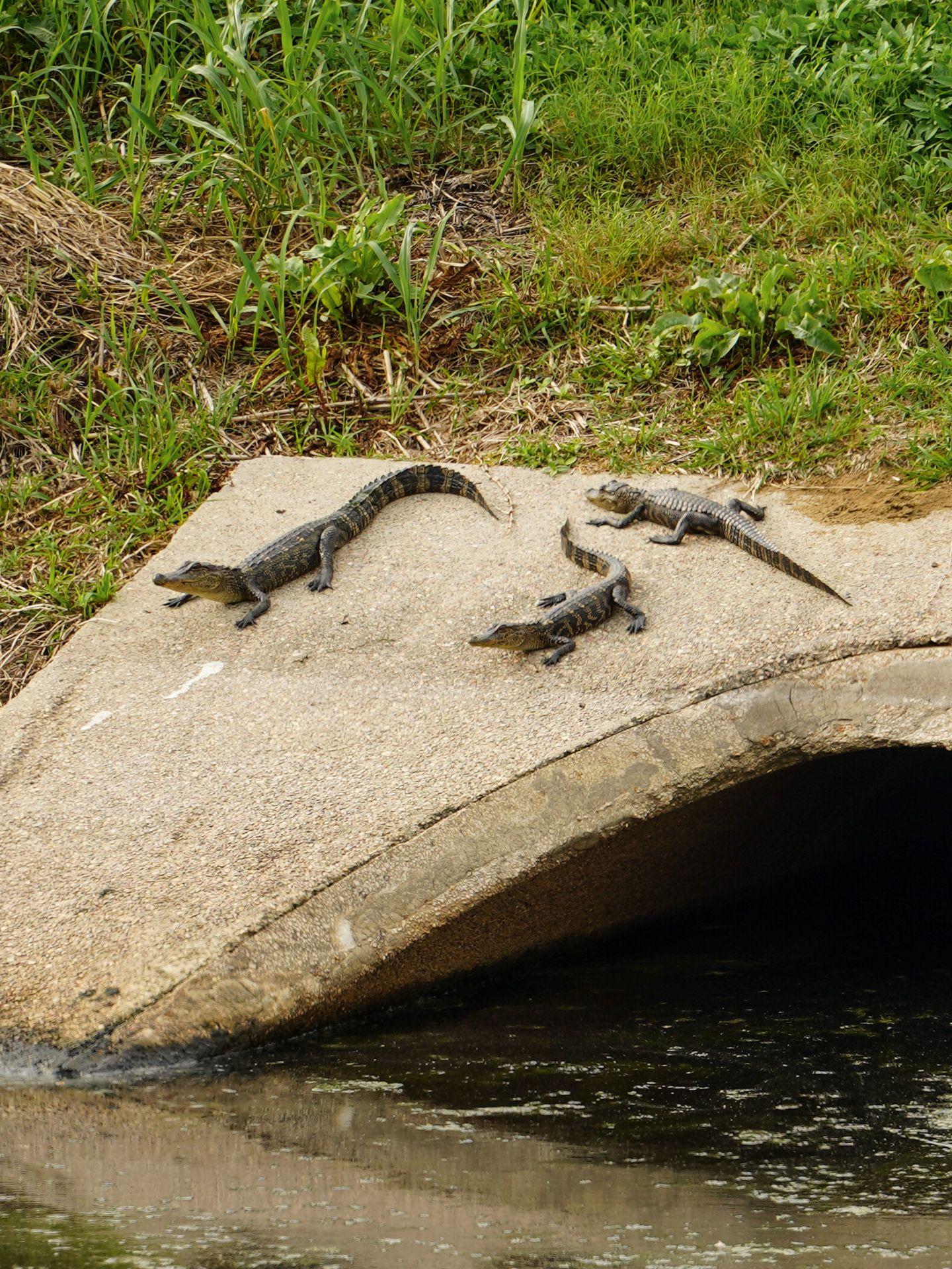 Three baby alligators on top of a cement area in the Cattail Marsh.